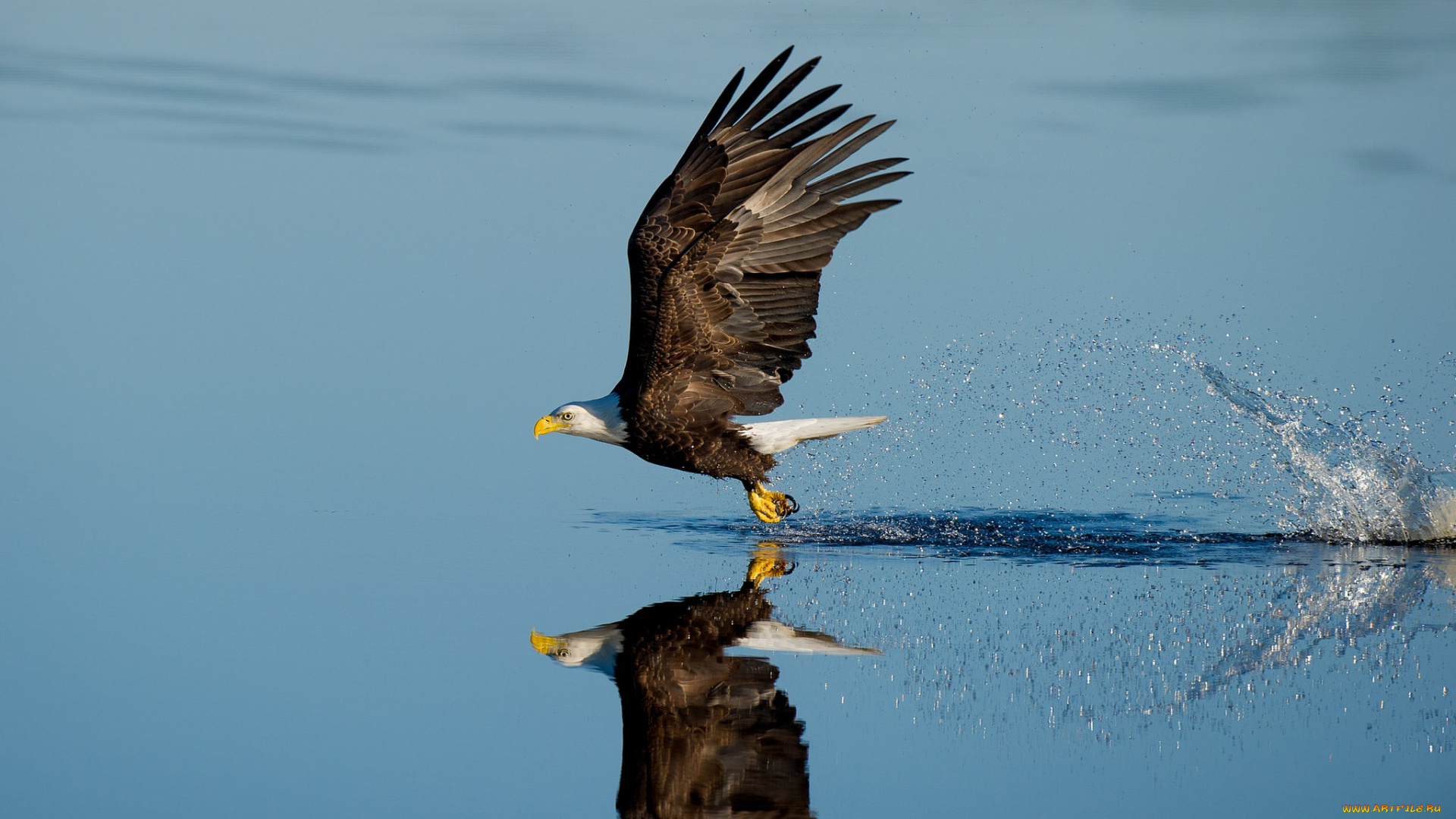 животные, птицы, -, хищники, wildlife, reflection, splash, lake