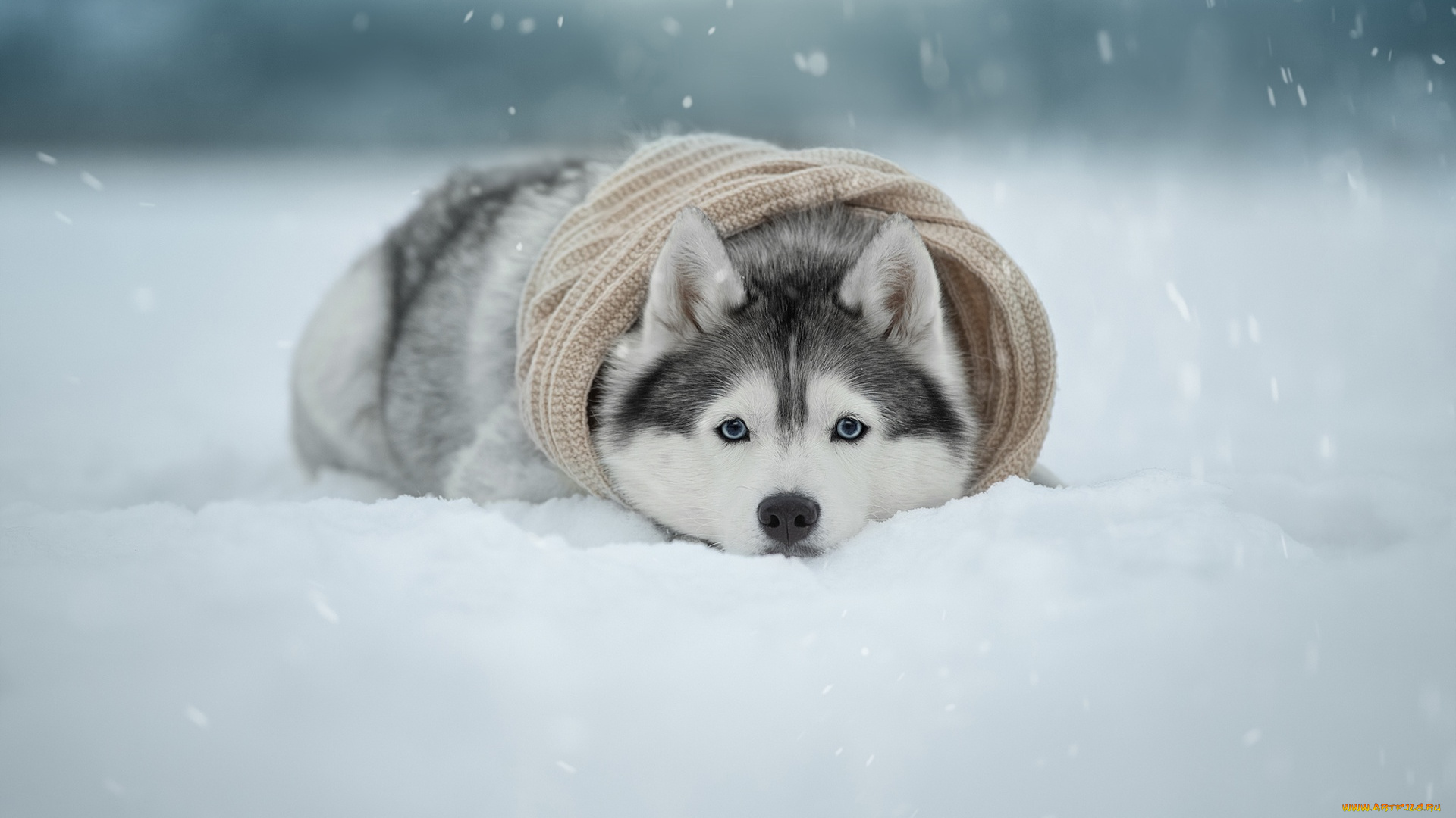 животные, собаки, снег, лайка, зима, собака