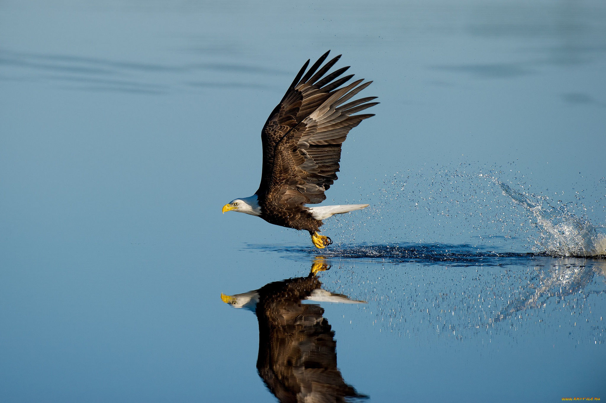 животные, птицы, -, хищники, wildlife, reflection, splash, lake