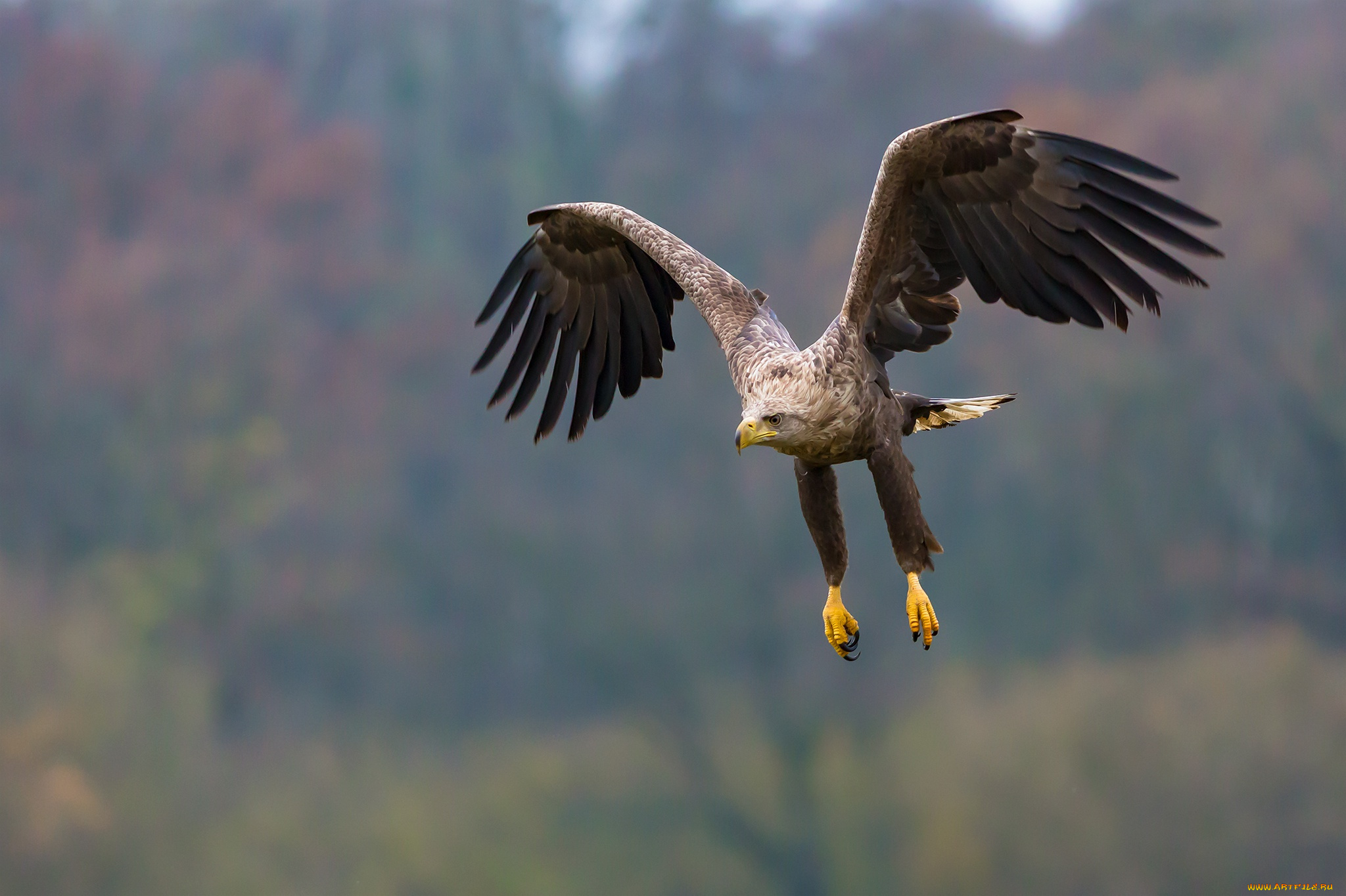 животные, птицы, -, хищники, eagle, flight, feathers