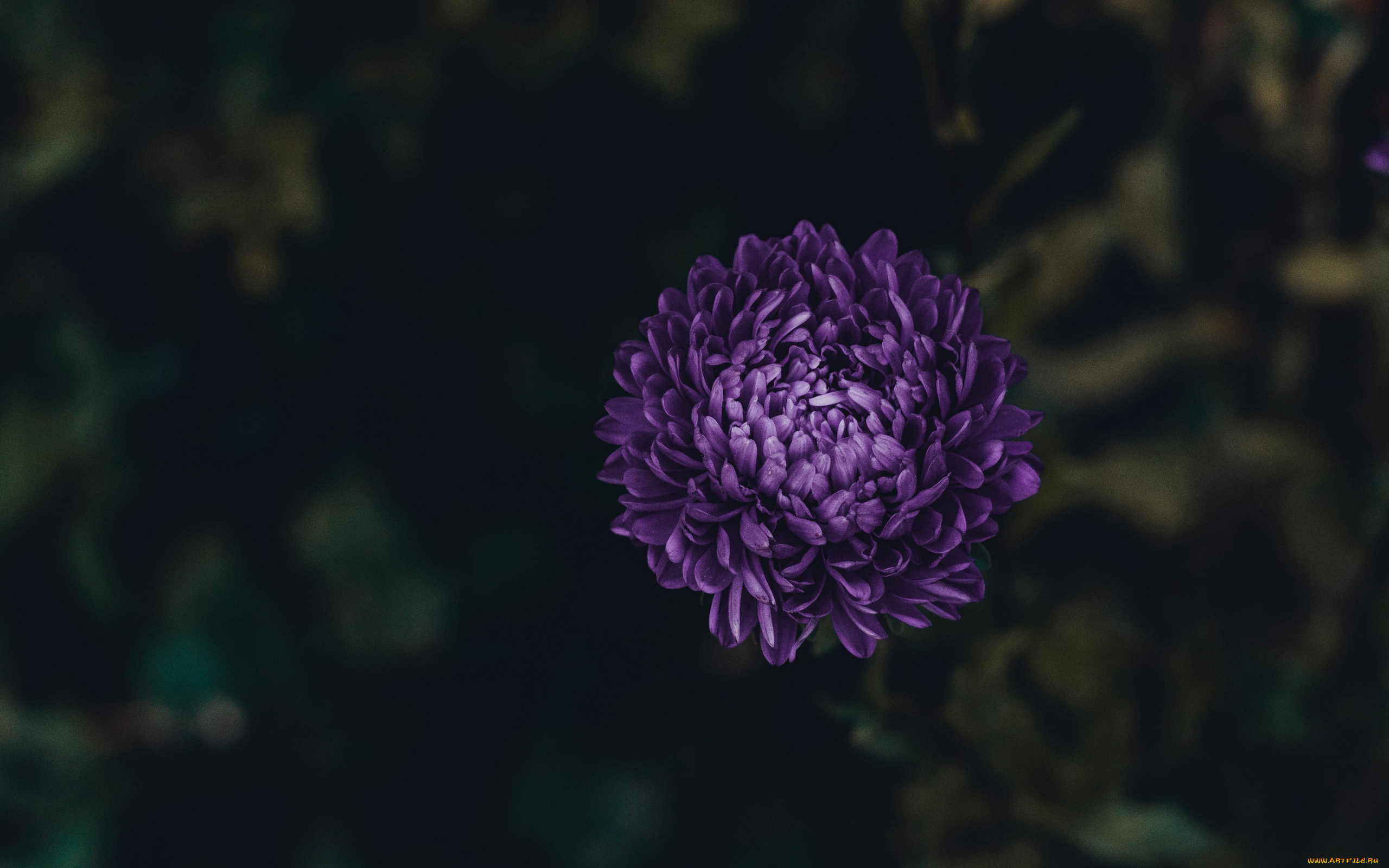 цветы, хризантемы, одиночка