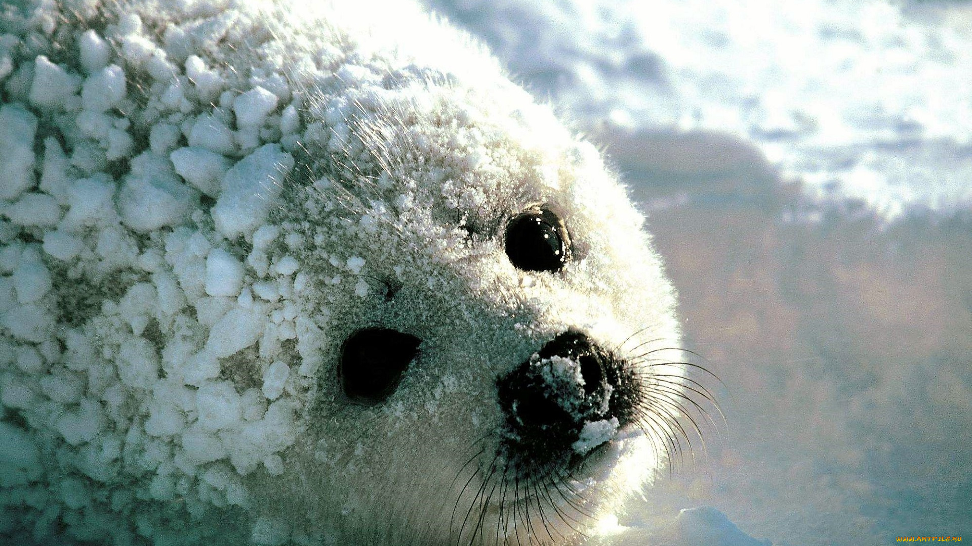 животные, тюлени, , морские, львы, , морские, котики, белек, снег