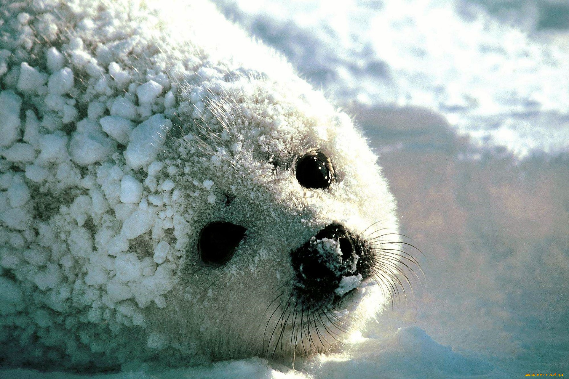 животные, тюлени, , морские, львы, , морские, котики, белек, снег