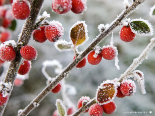 Мороз ягода снег загрузить