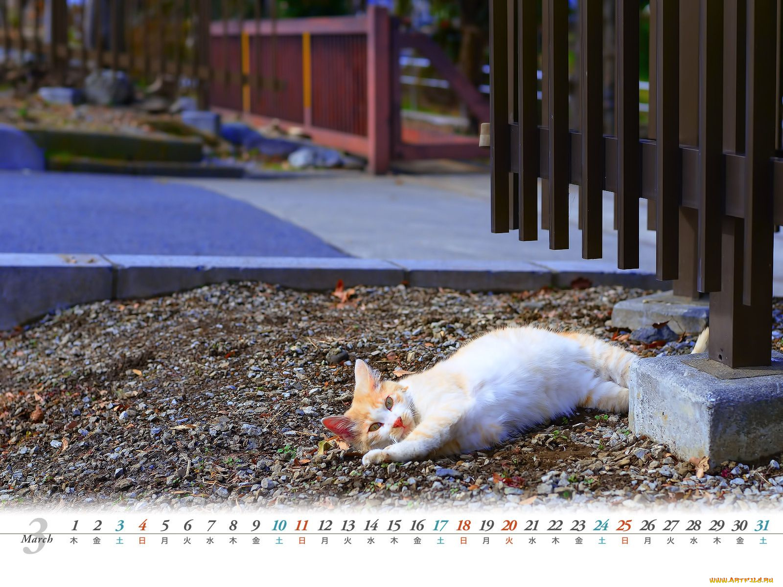 календари, животные, кошка
