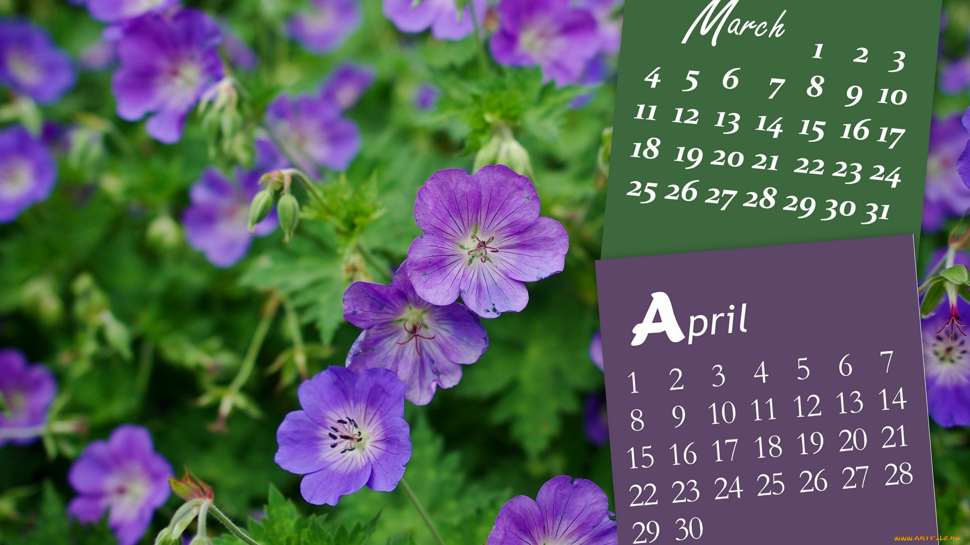 календари, цветы, сиреневый