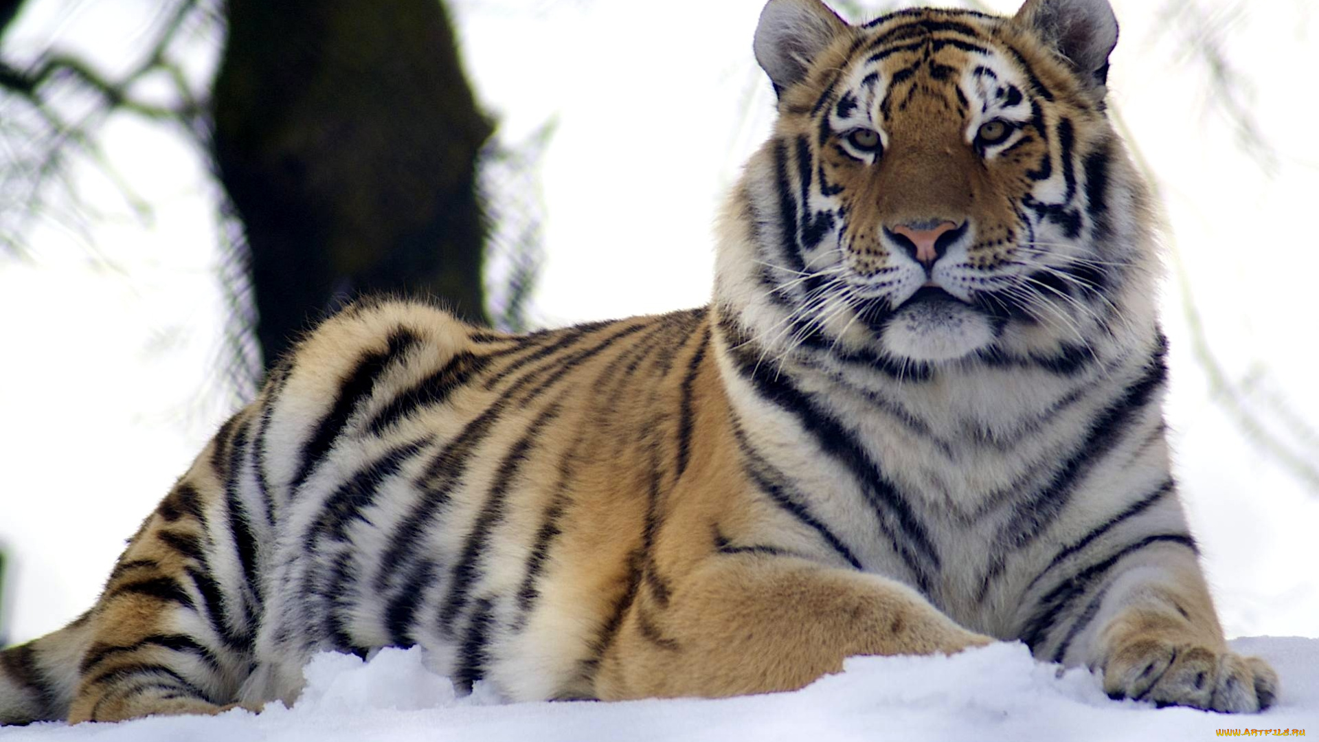 животные, тигры, хищник, снег, спокойствие