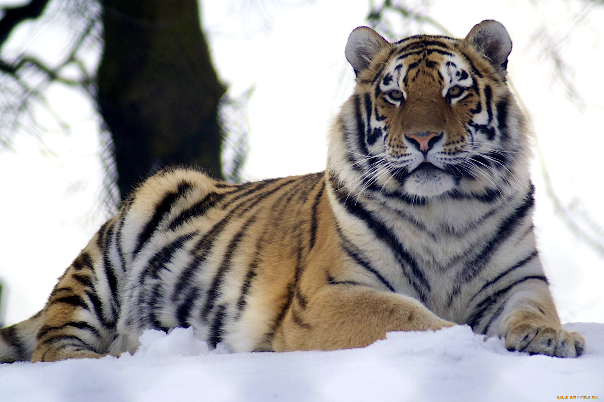 Заставки красивые тигры. Уссурийский тигр. Амурский тигр. Амурский тигр фото. Амурский тигр красавец.