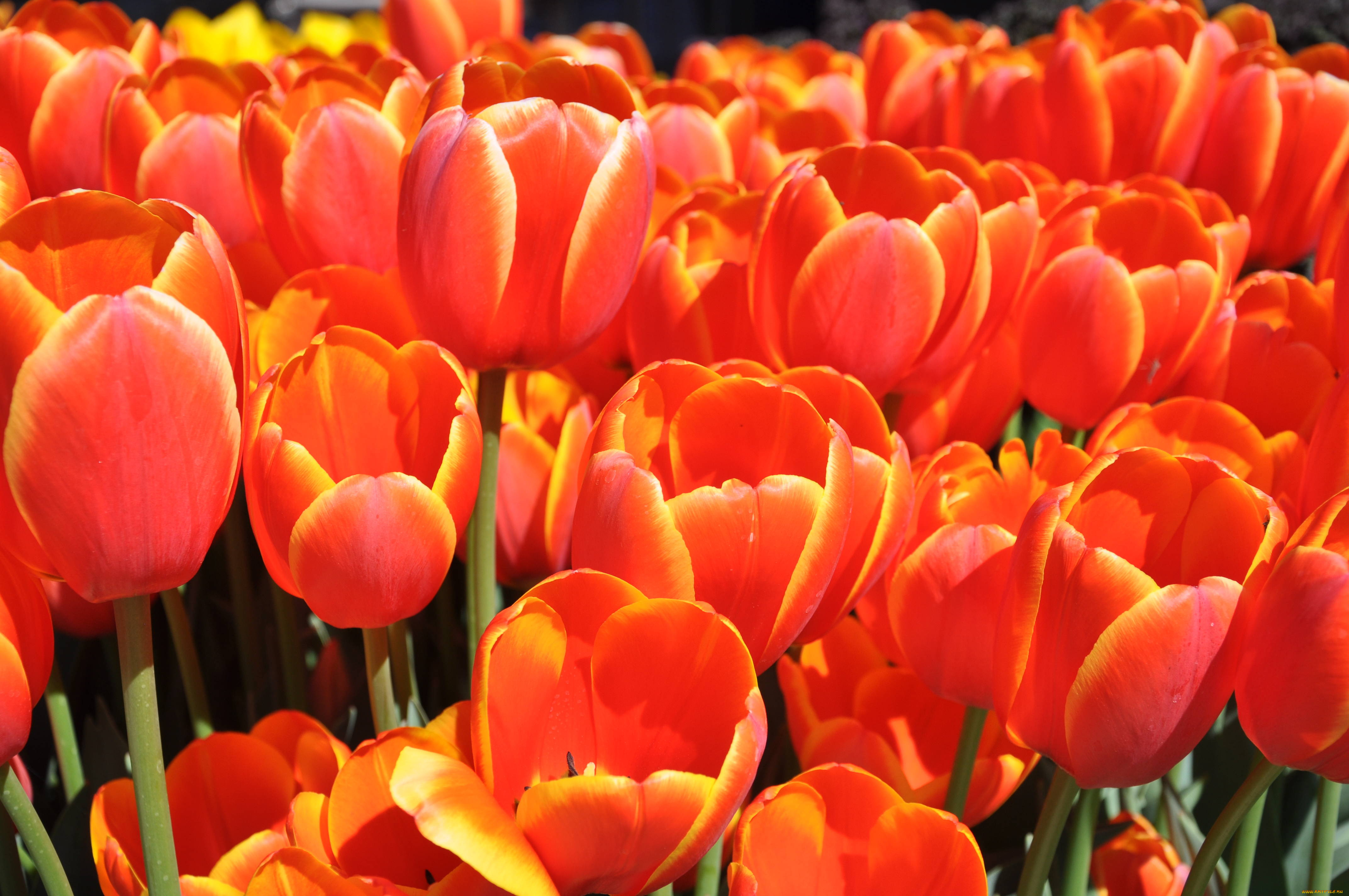 цветы, тюльпаны, tulip