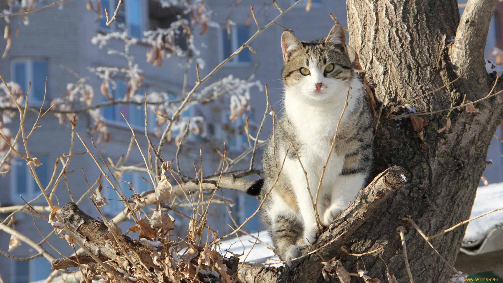 животные, коты, дерево, коте, кошка, кот, полосатый, ветки