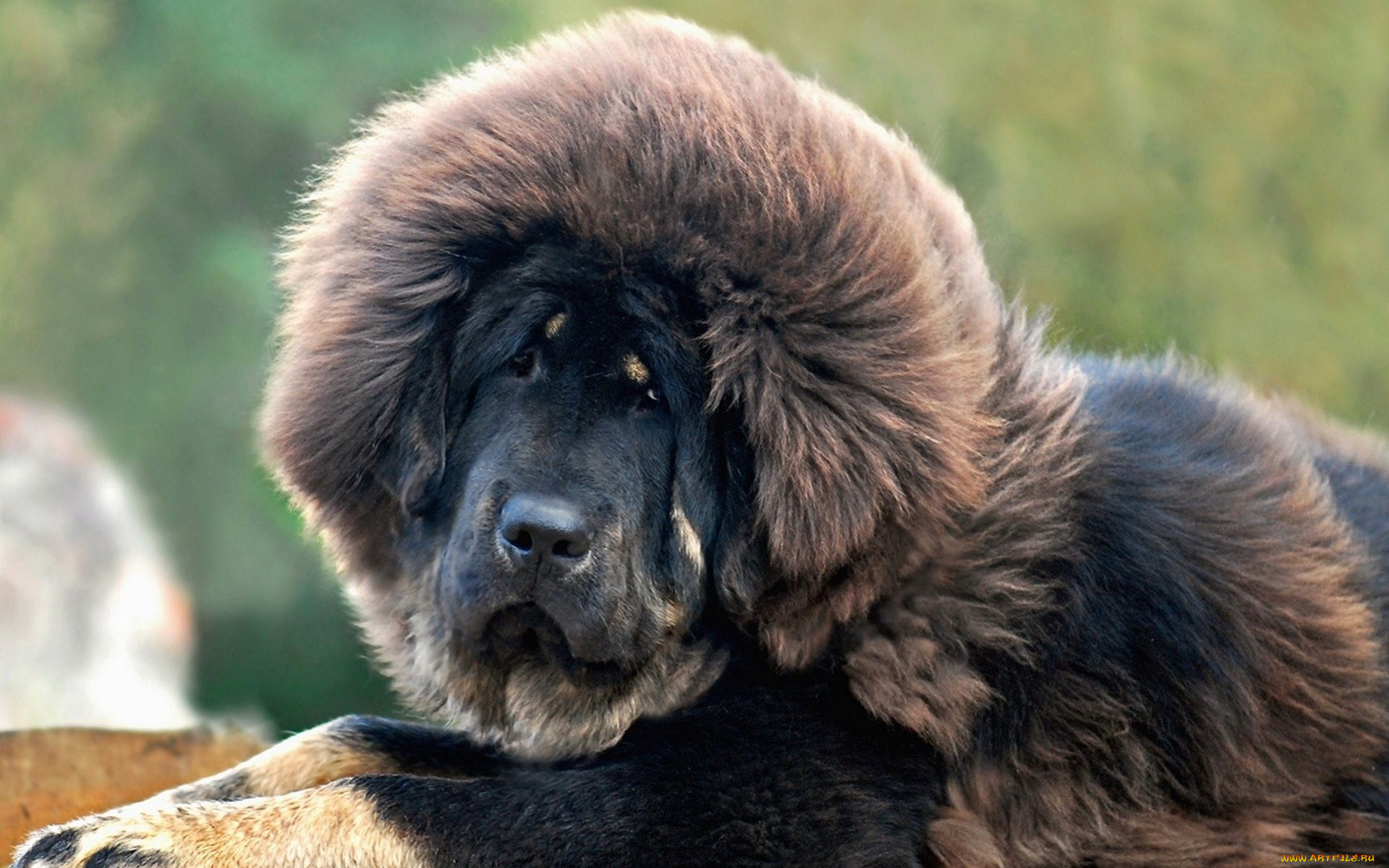 порода собак тибетский мастиф фото