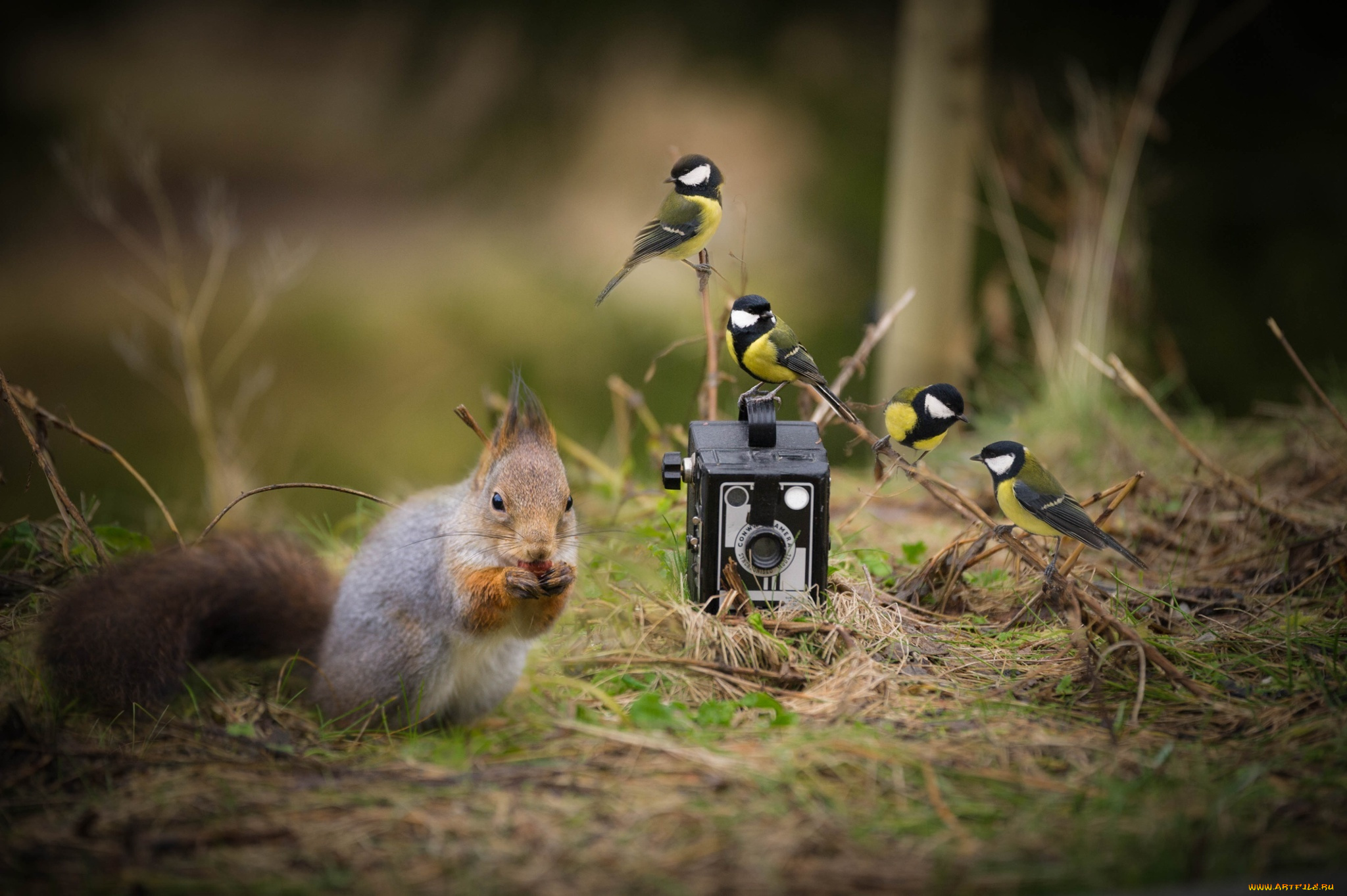 Дикая природа белка. Съемка животных. Природа и животные. Фотоаппарат на природе. Фотографирование птиц.