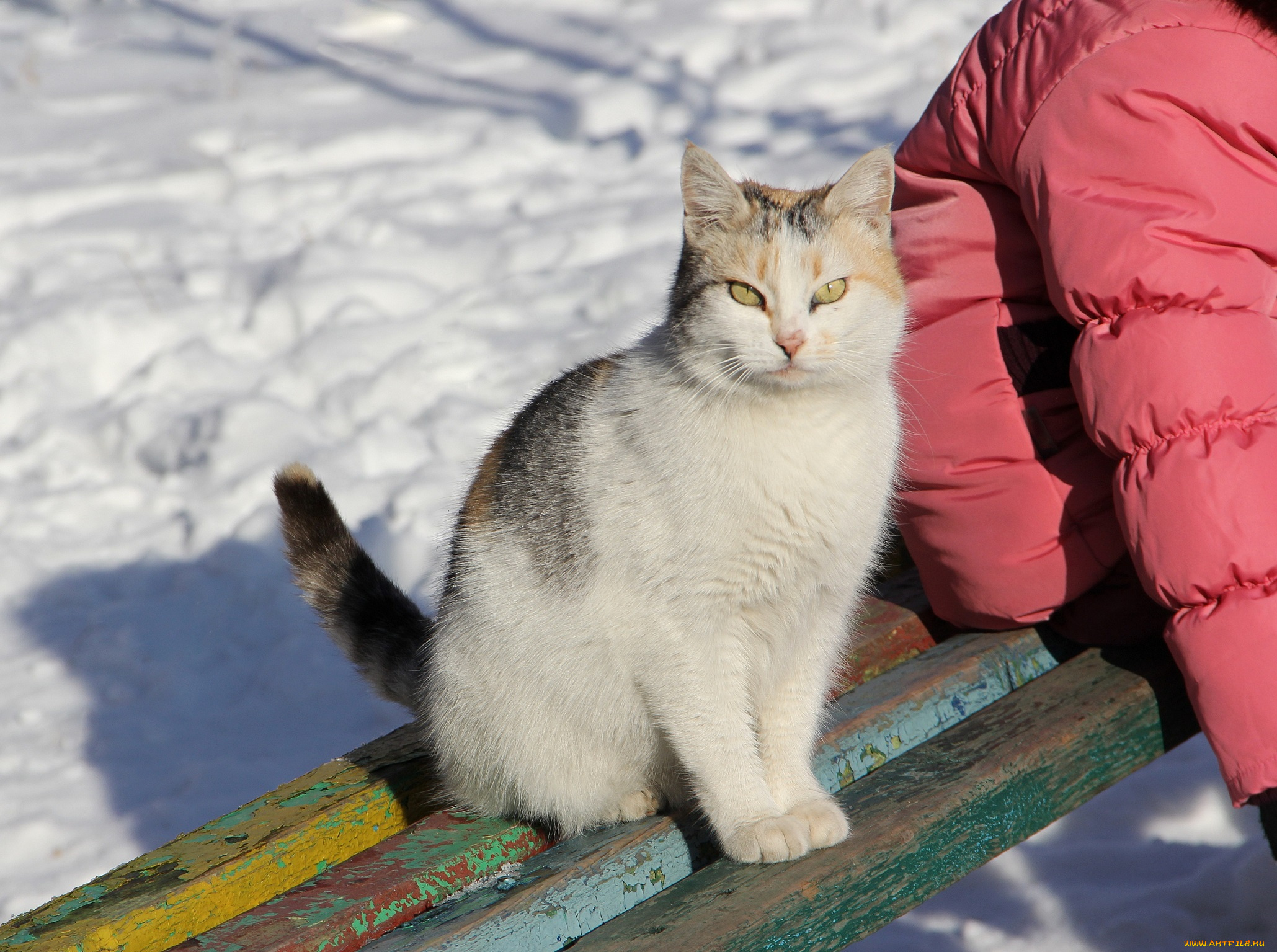 животные, коты, киса, усы, взгляд, коте, ушки