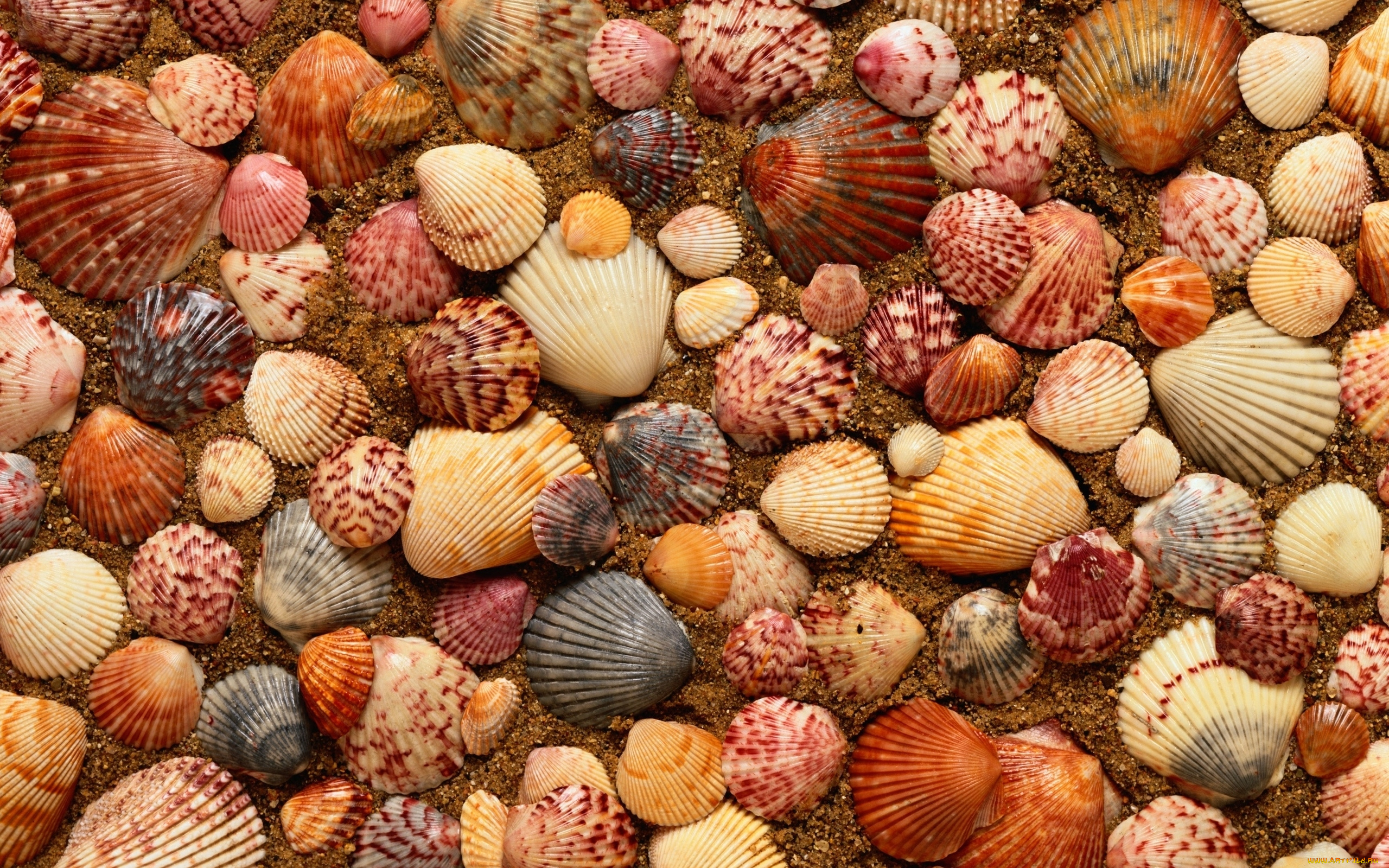 разное, ракушки, , кораллы, , декоративные, и, spa-камни