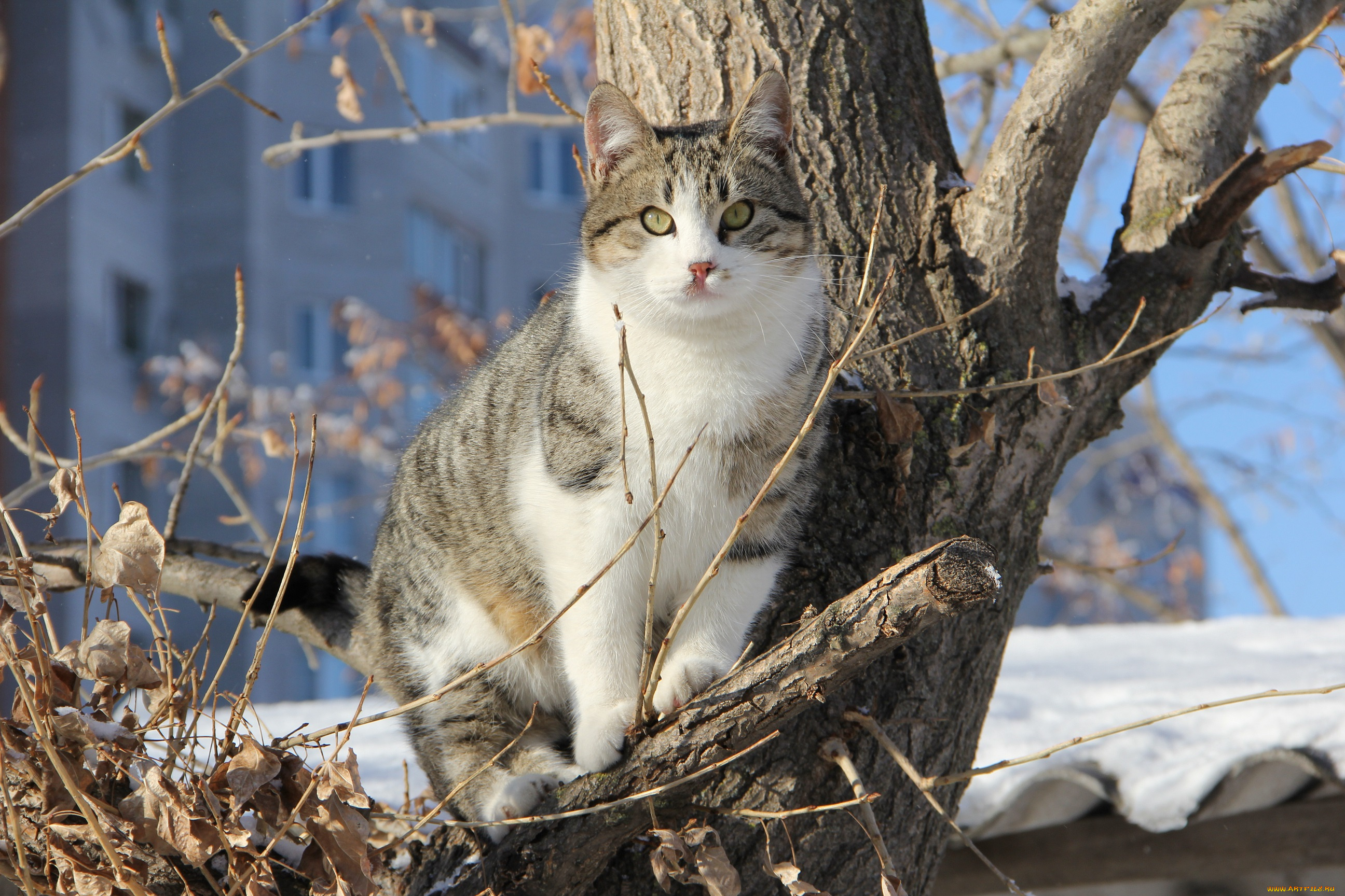 животные, коты, дерево, коте, кошка, полосатый, ветки, кот