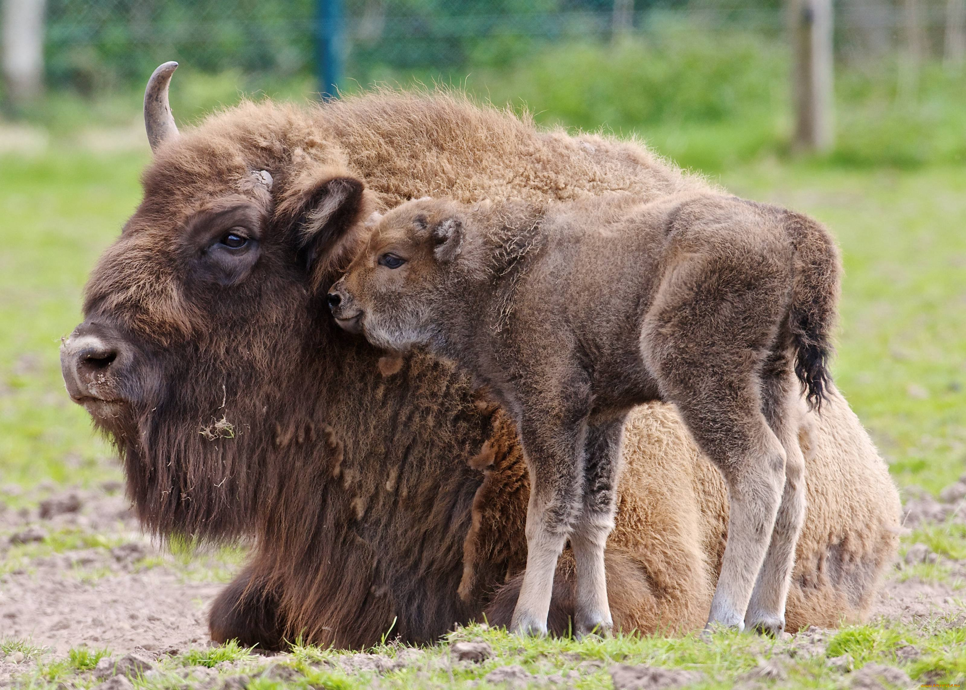 Зубр красный. Беловежская пуща зубры. ЗУБР Bison bonasus. Европейский ЗУБР. ЗУБР И Зубренок.