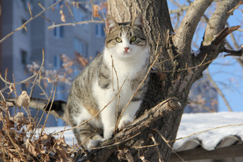 Картинка животные коты дерево коте кошка полосатый ветки кот