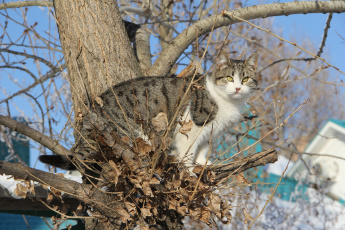 Картинка животные коты небо дерево взгляд киса коте кошка кот ветки