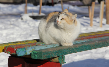 Картинка животные коты киса кошка лавочка кот зима коте