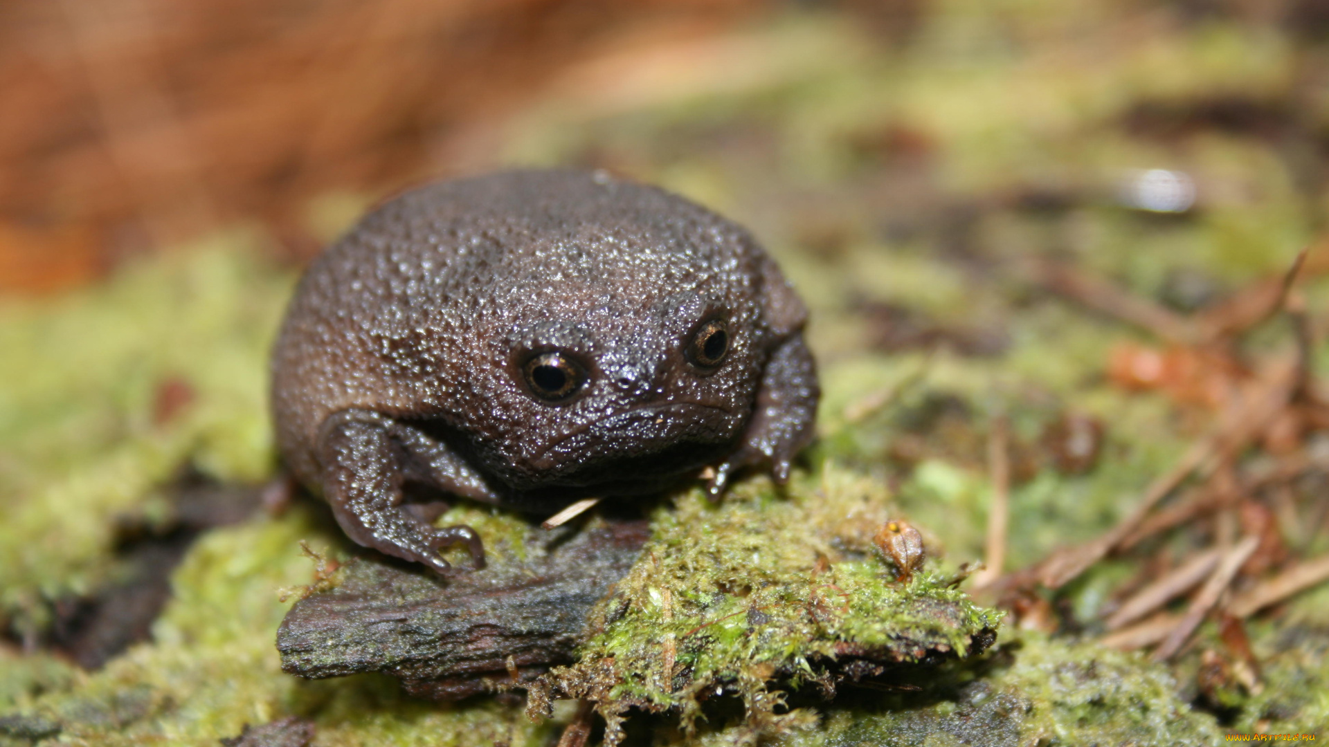 Чёрная, дождевая, лягушка, животные, лягушки, чёрная, лягушка, breviceps, fuscus
