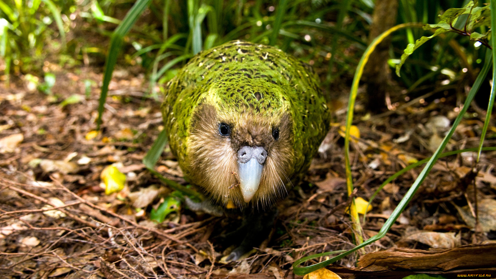 какапо, животные, попугаи, джунгли, птица, попугай, kakapo