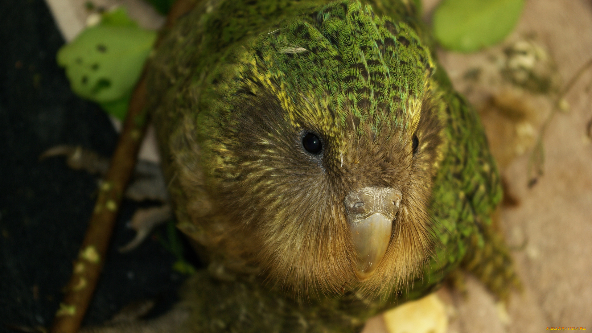 какапо, животные, попугаи, джунгли, птица, попугай, kakapo