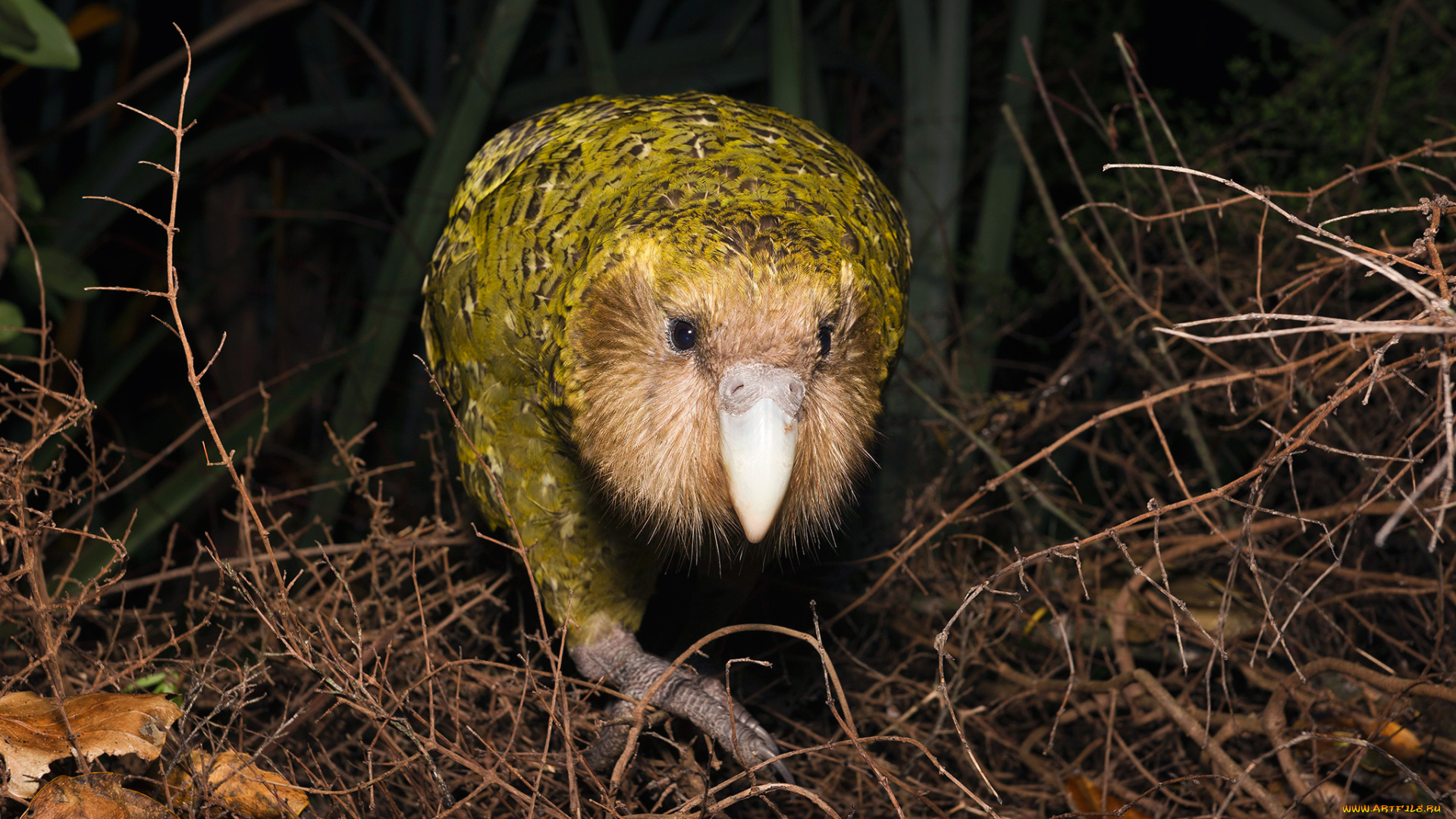 какапо, животные, попугаи, попугай, kakapo, джунгли, птица