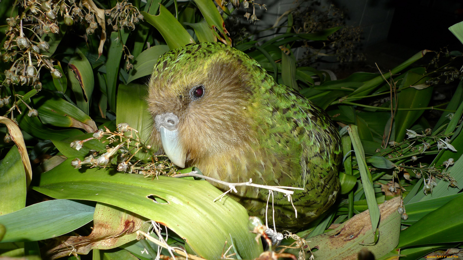 какапо, животные, попугаи, птица, попугай, kakapo, джунгли