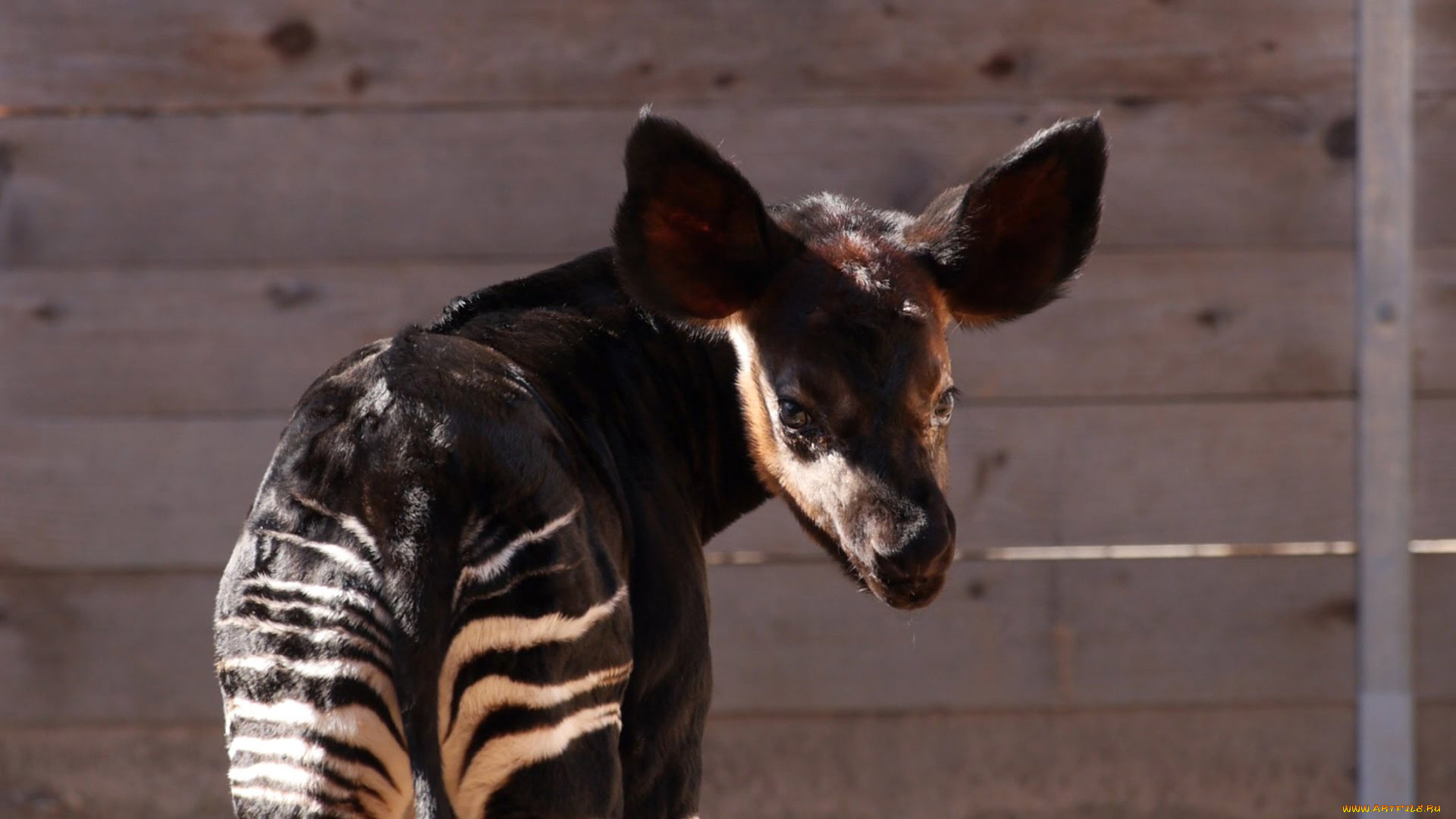 okapi, животные, жирафы, парнокопытные, млекопитающее