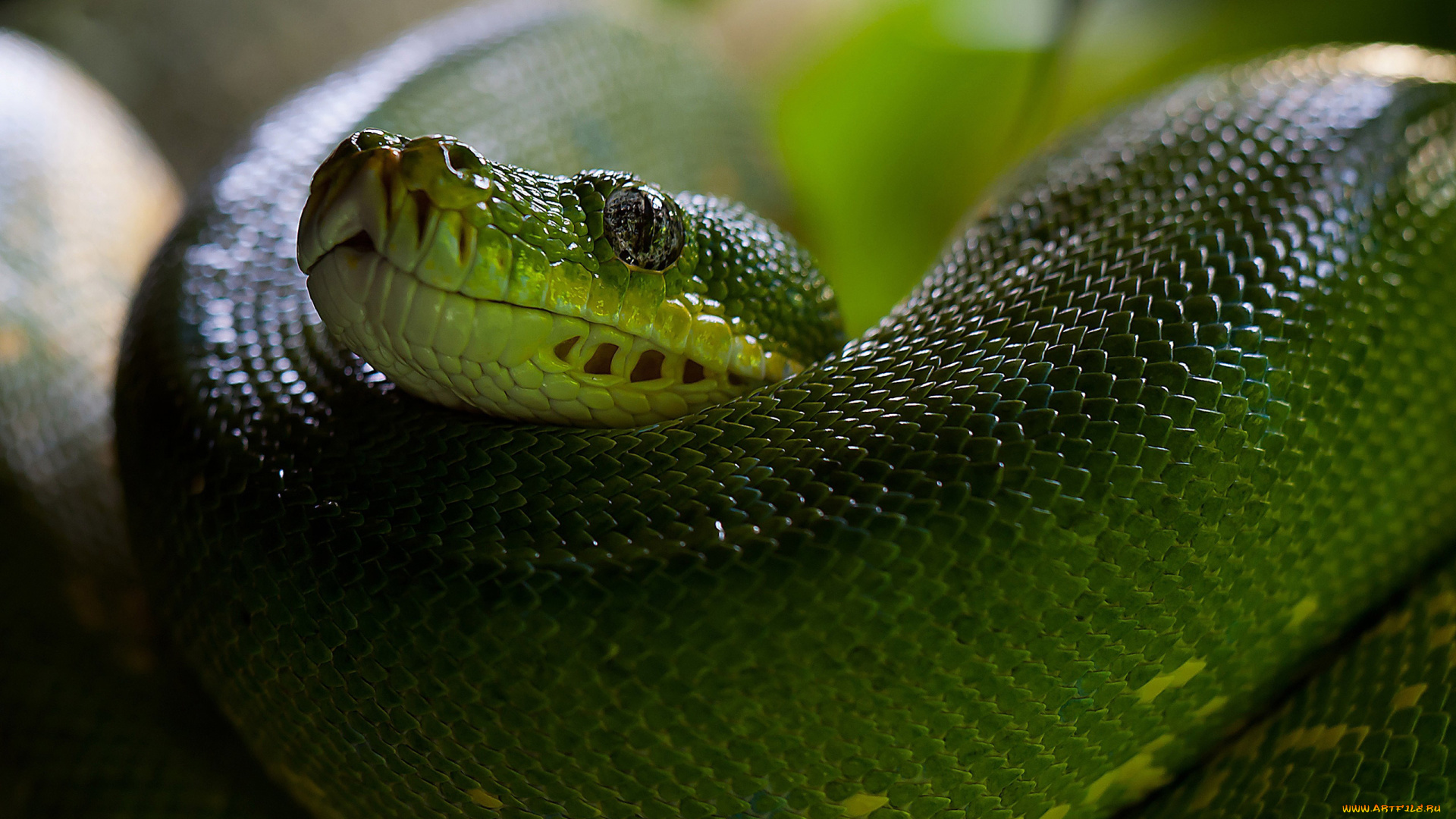 python, животные, змеи, , питоны, , кобры, глаз, чешуя, голова, зелёная, змея