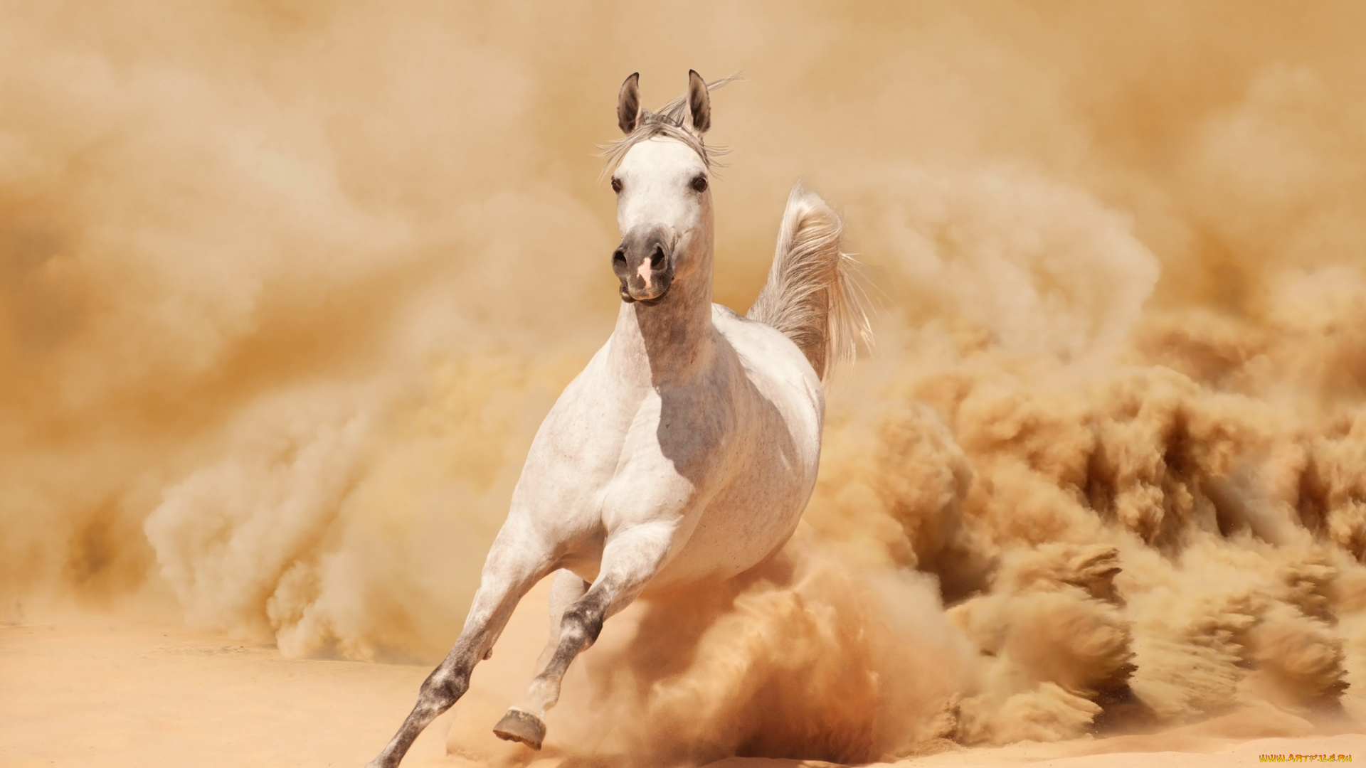 животные, лошади, песок, пыль, белый, конь, лошадь