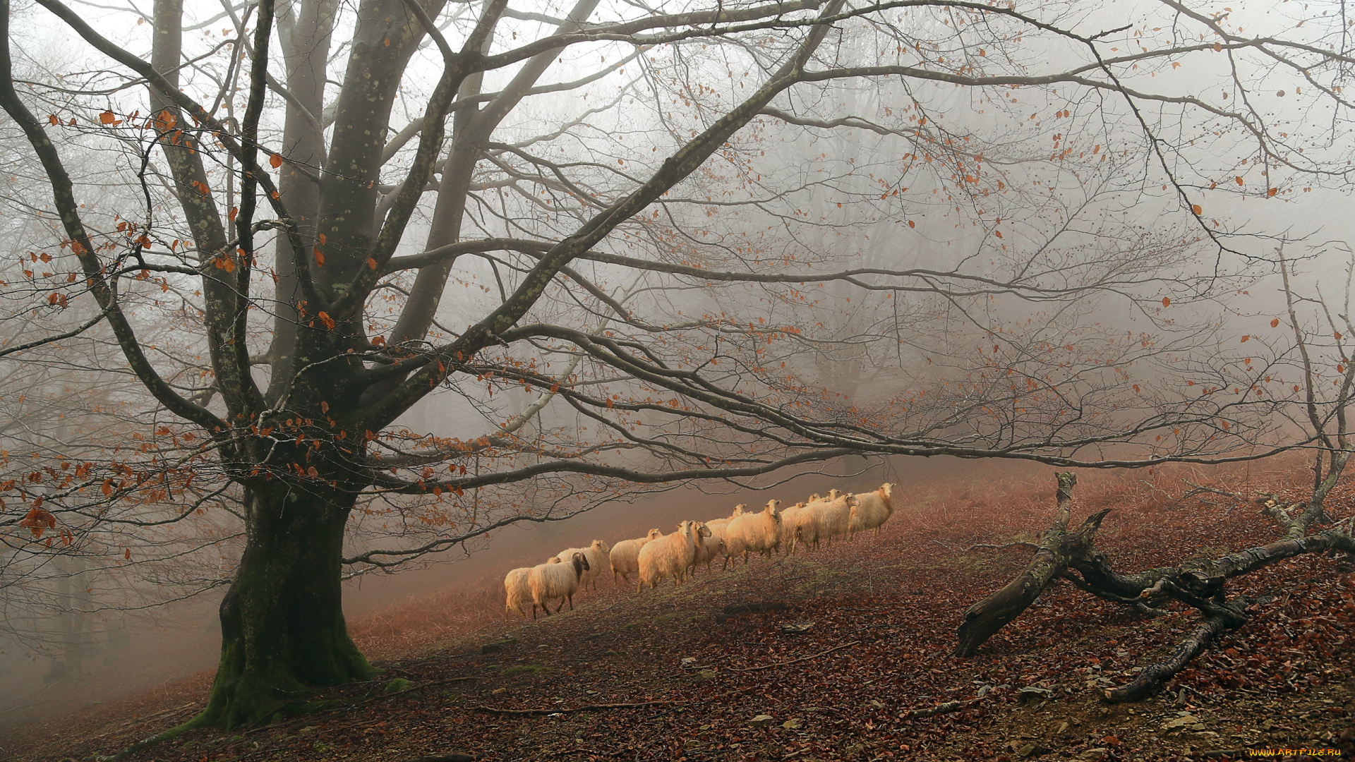 животные, овцы, , бараны, осень, дерево