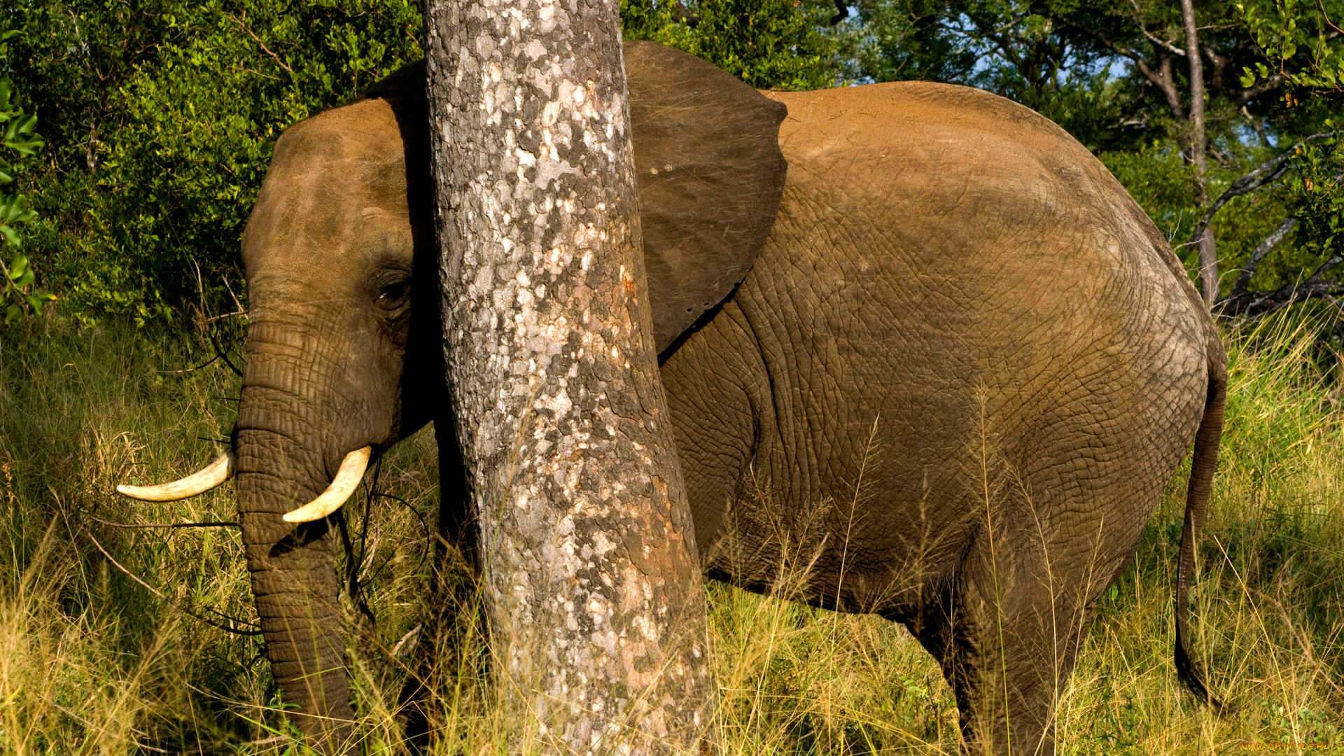 животные, слоны, млекопитающее, трава, дерево, слон, elephant