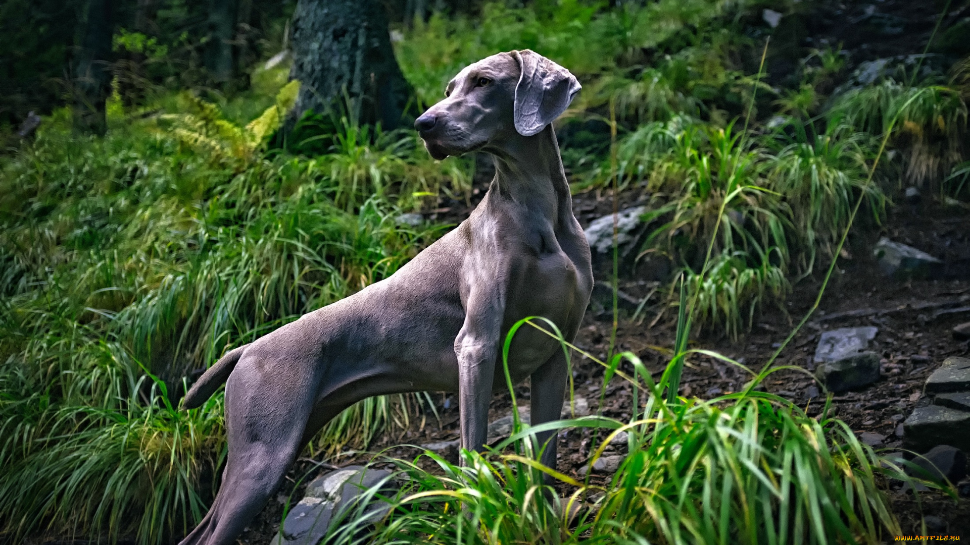 животные, собаки, деревья, трава, веймаранер, лес, камни, weimaraner