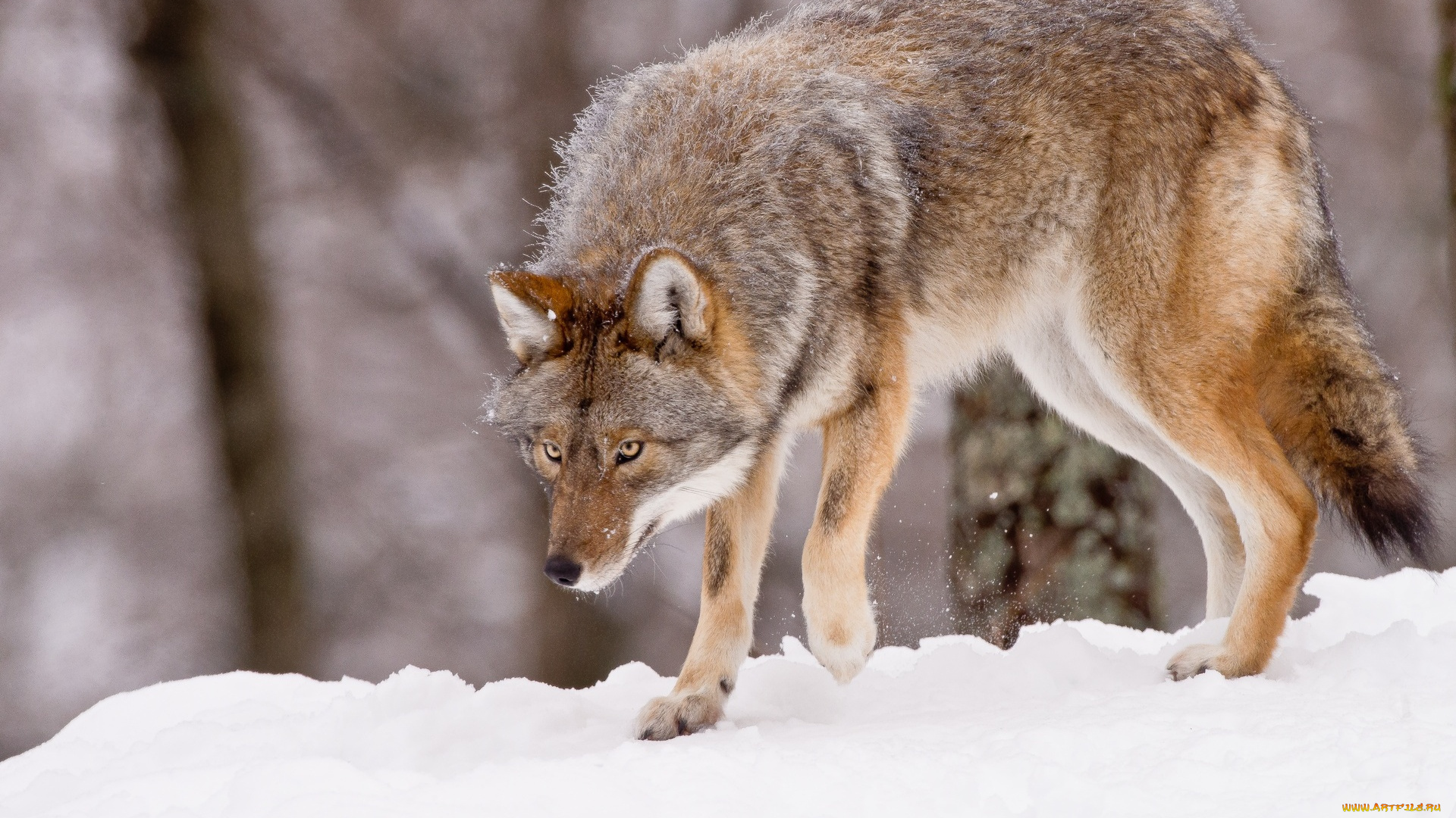 животные, волки, , койоты, , шакалы, волк, снег, зима
