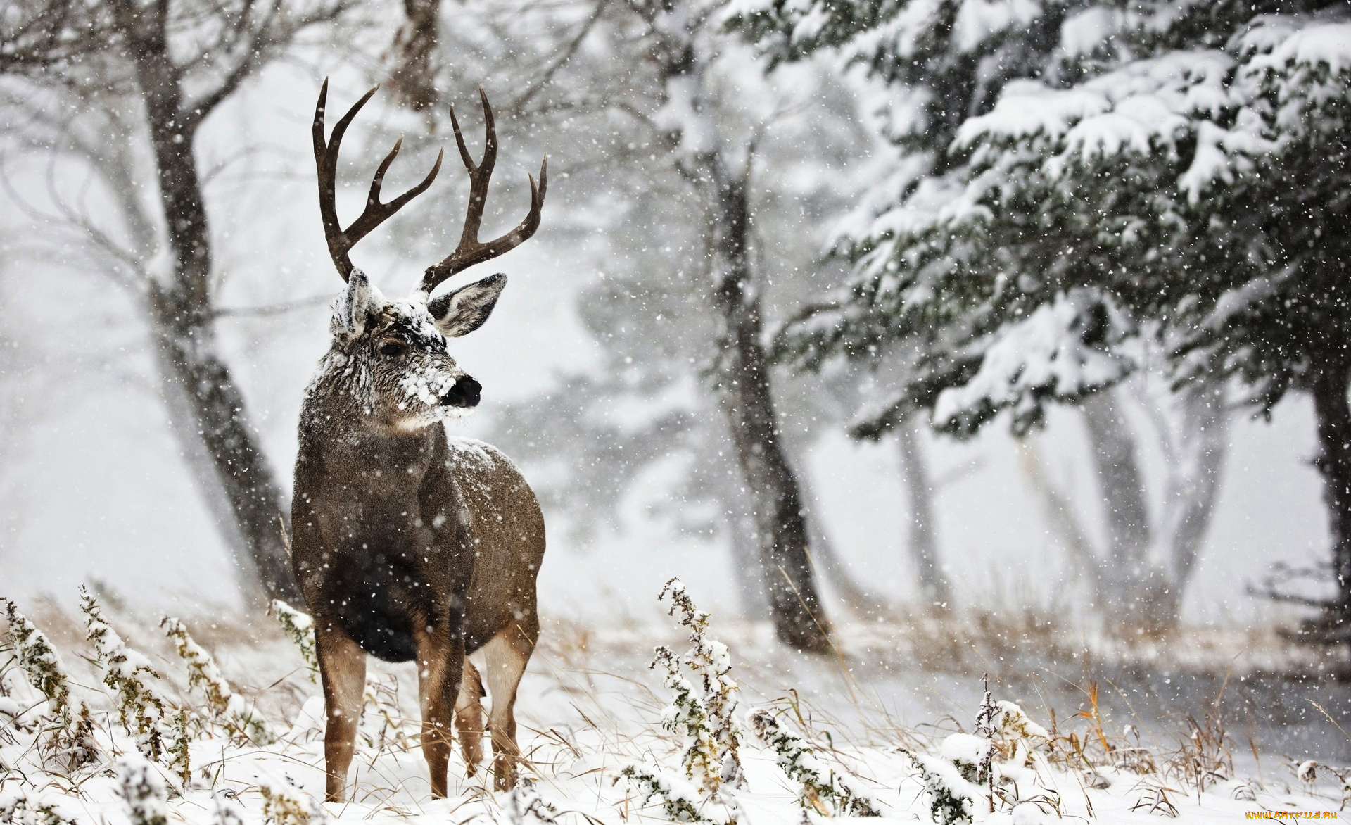 животные, олени, лес, чернохвостый, олень, рога, зима, снег
