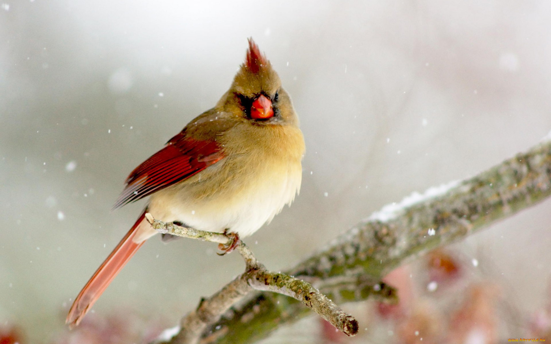 животные, кардиналы, кардинал, птица, ветка, снег