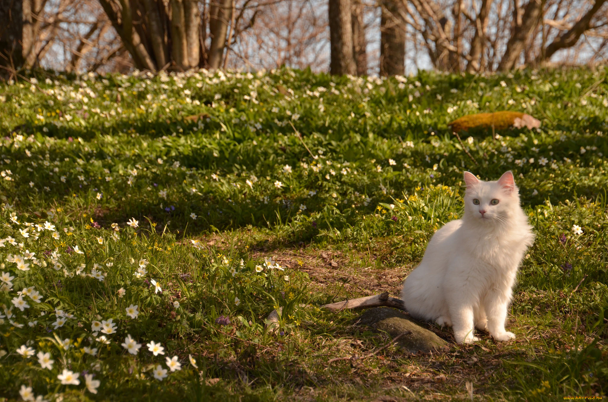 животные, коты, природа, весна, кот, ветреница, цветы, кошка
