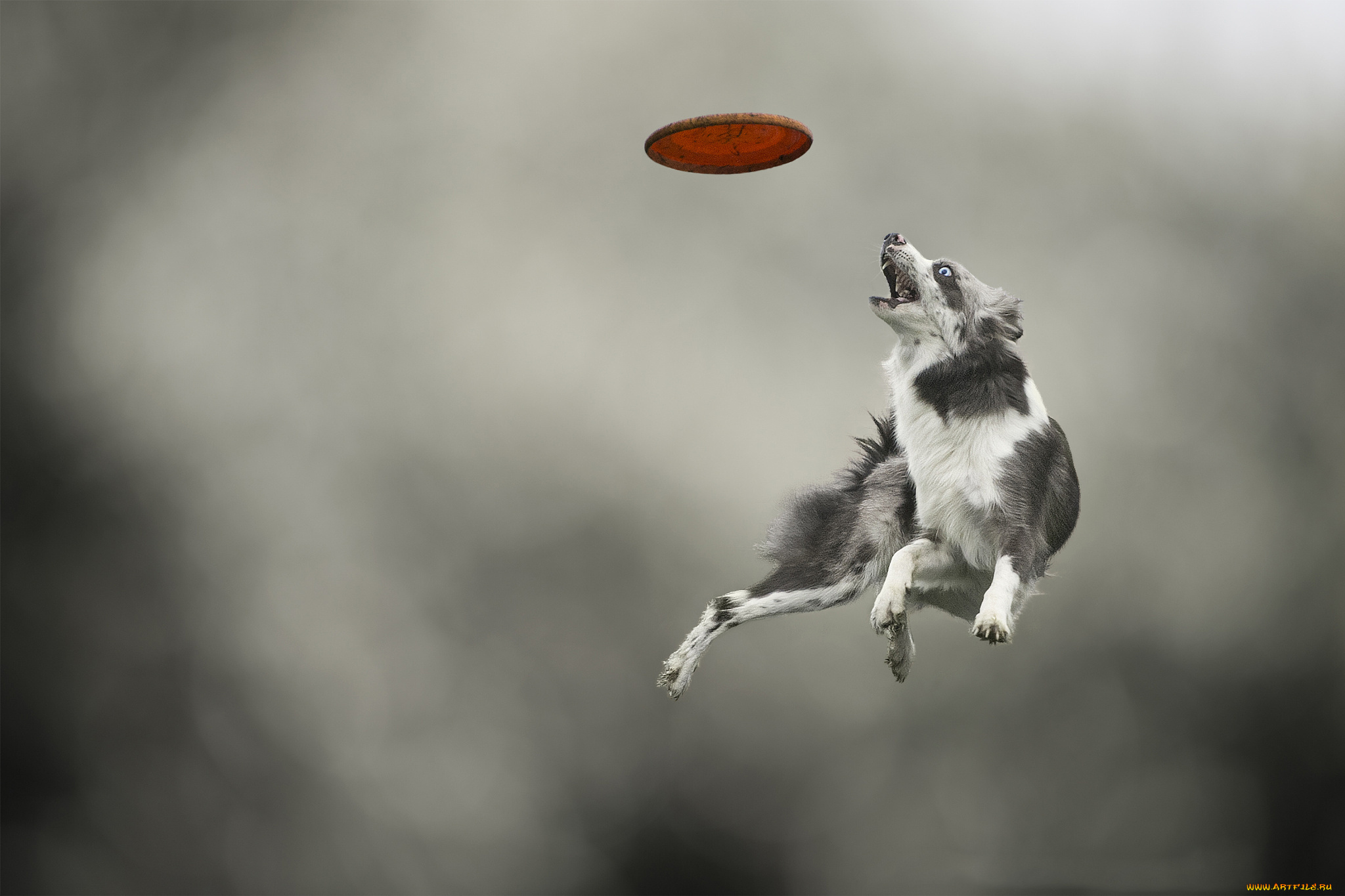 My dog can fly. Бордер колли в прыжке. Бордер колли дог фризби. Бордер колли Апорт. Собака прыгает.