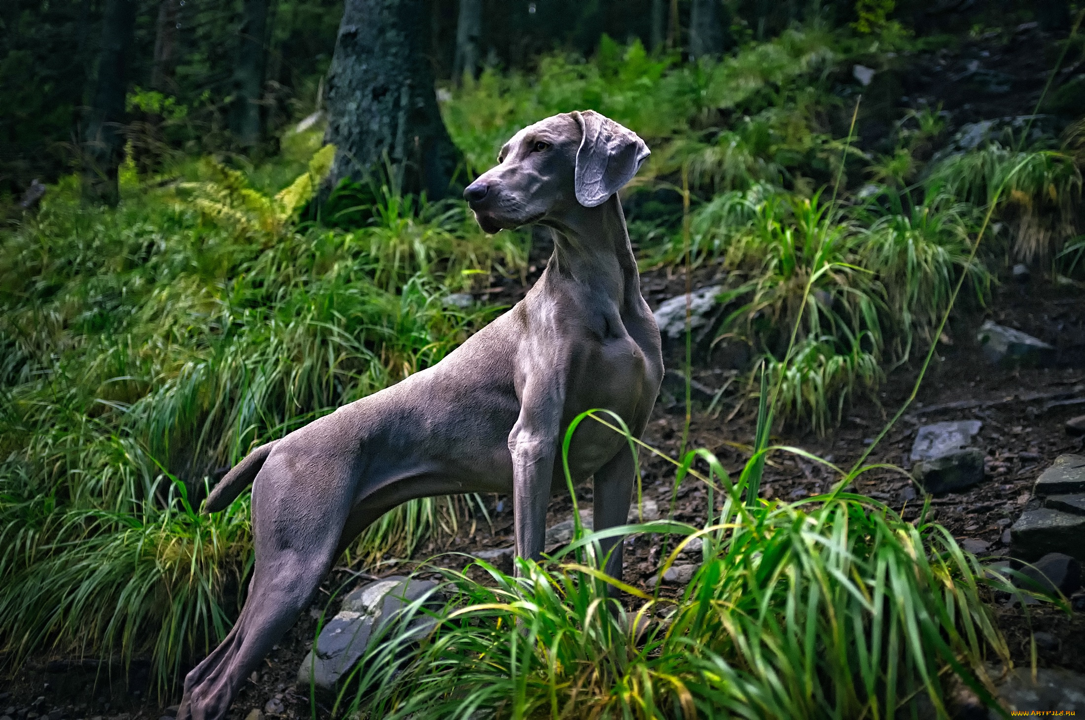 животные, собаки, деревья, трава, веймаранер, лес, камни, weimaraner