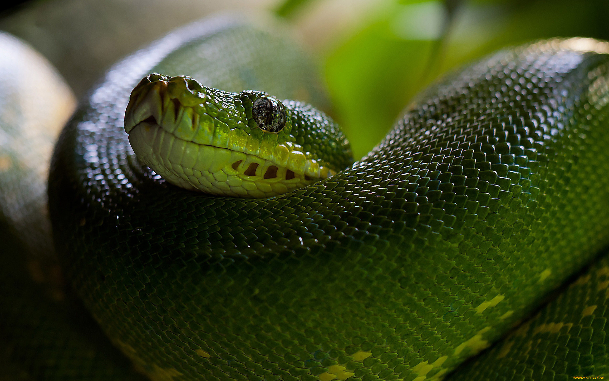 python, животные, змеи, , питоны, , кобры, глаз, чешуя, голова, зелёная, змея
