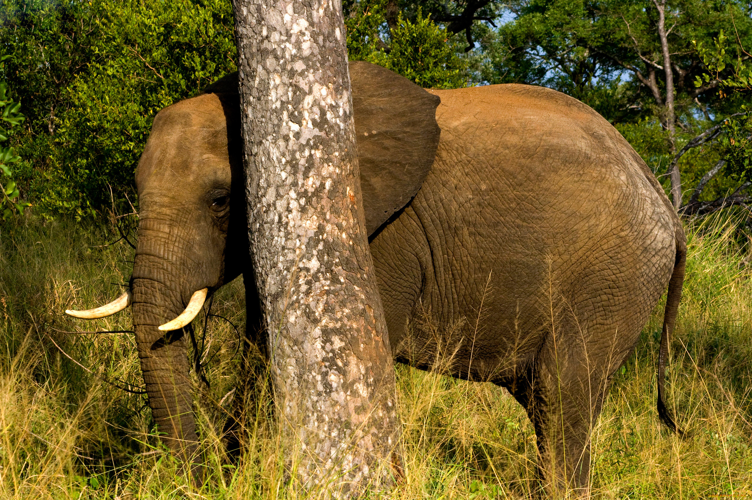 животные, слоны, млекопитающее, трава, дерево, слон, elephant