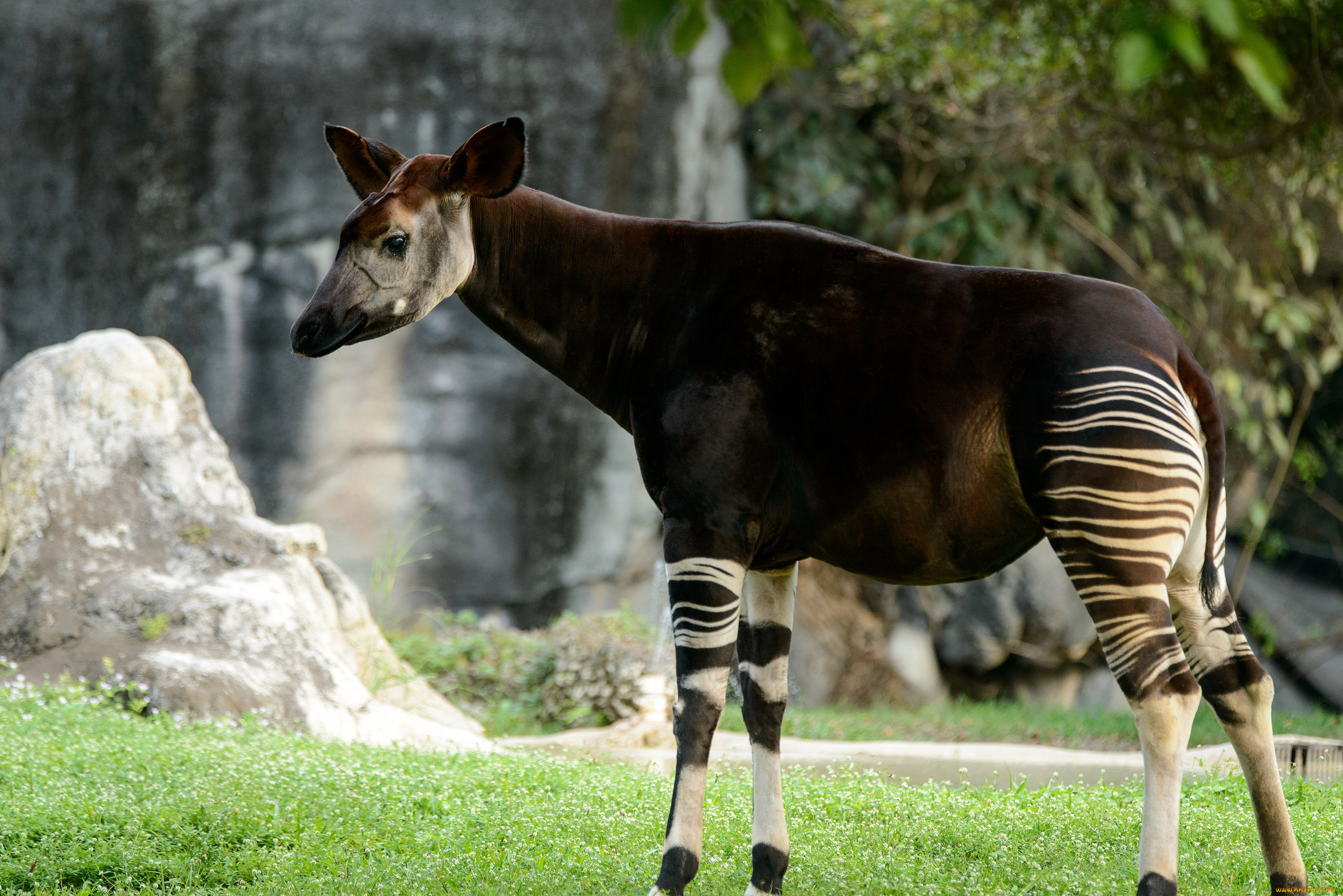 okapi, животные, жирафы, млекопитающее, парнокопытные