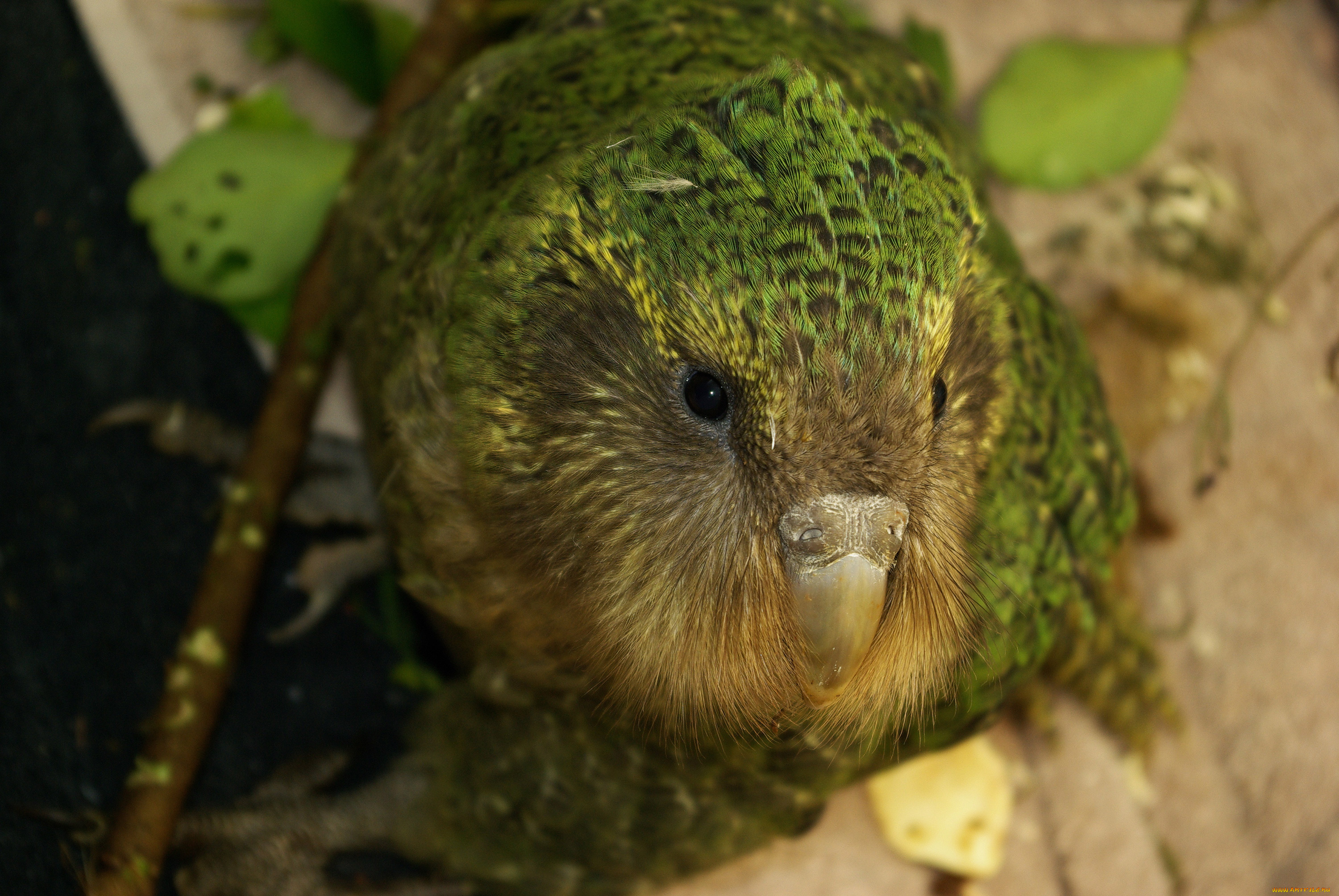 какапо, животные, попугаи, джунгли, птица, попугай, kakapo