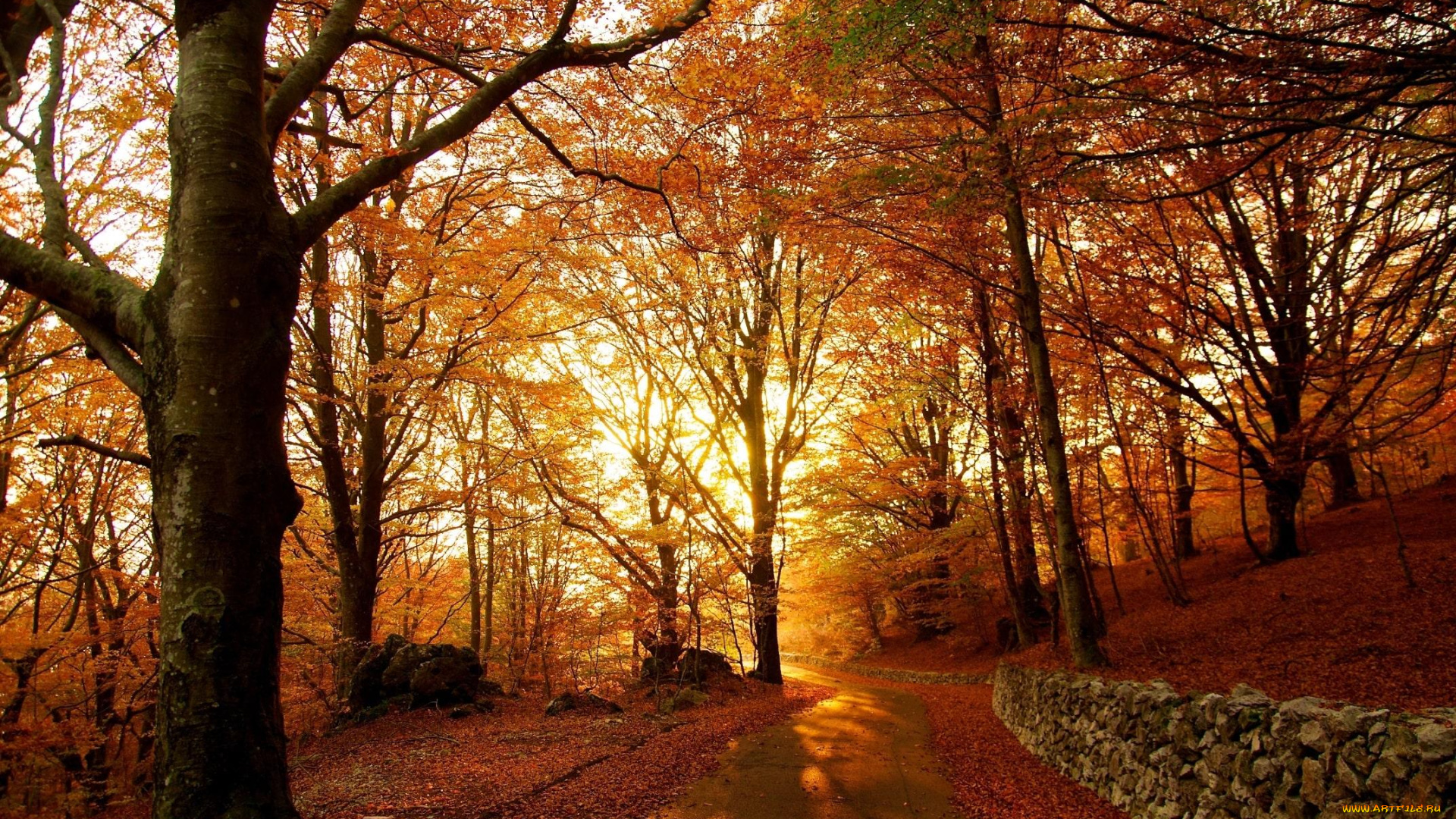 природа, дороги, листопад, дорога, деревья, осень, лес