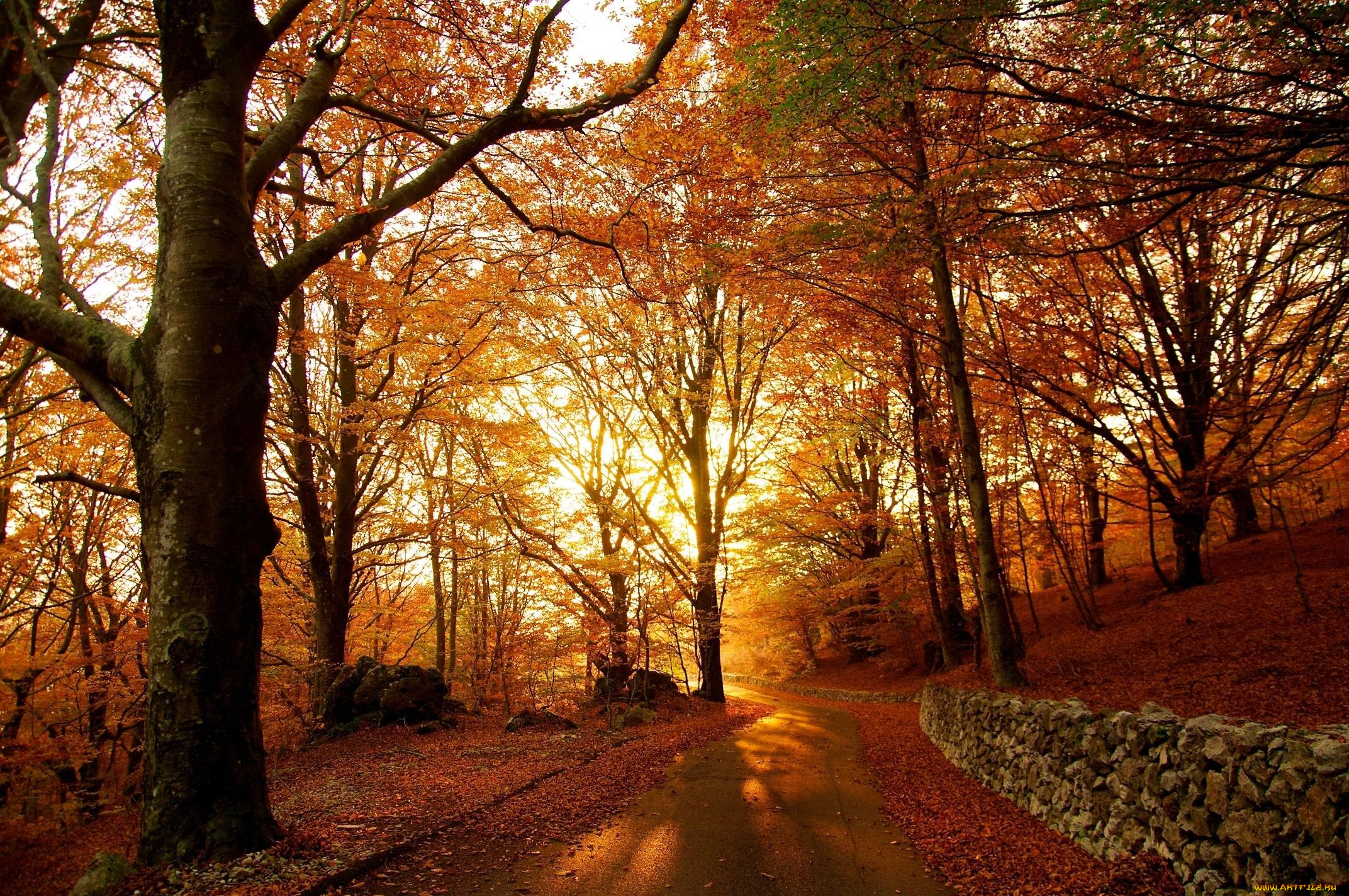 природа, дороги, листопад, дорога, деревья, осень, лес