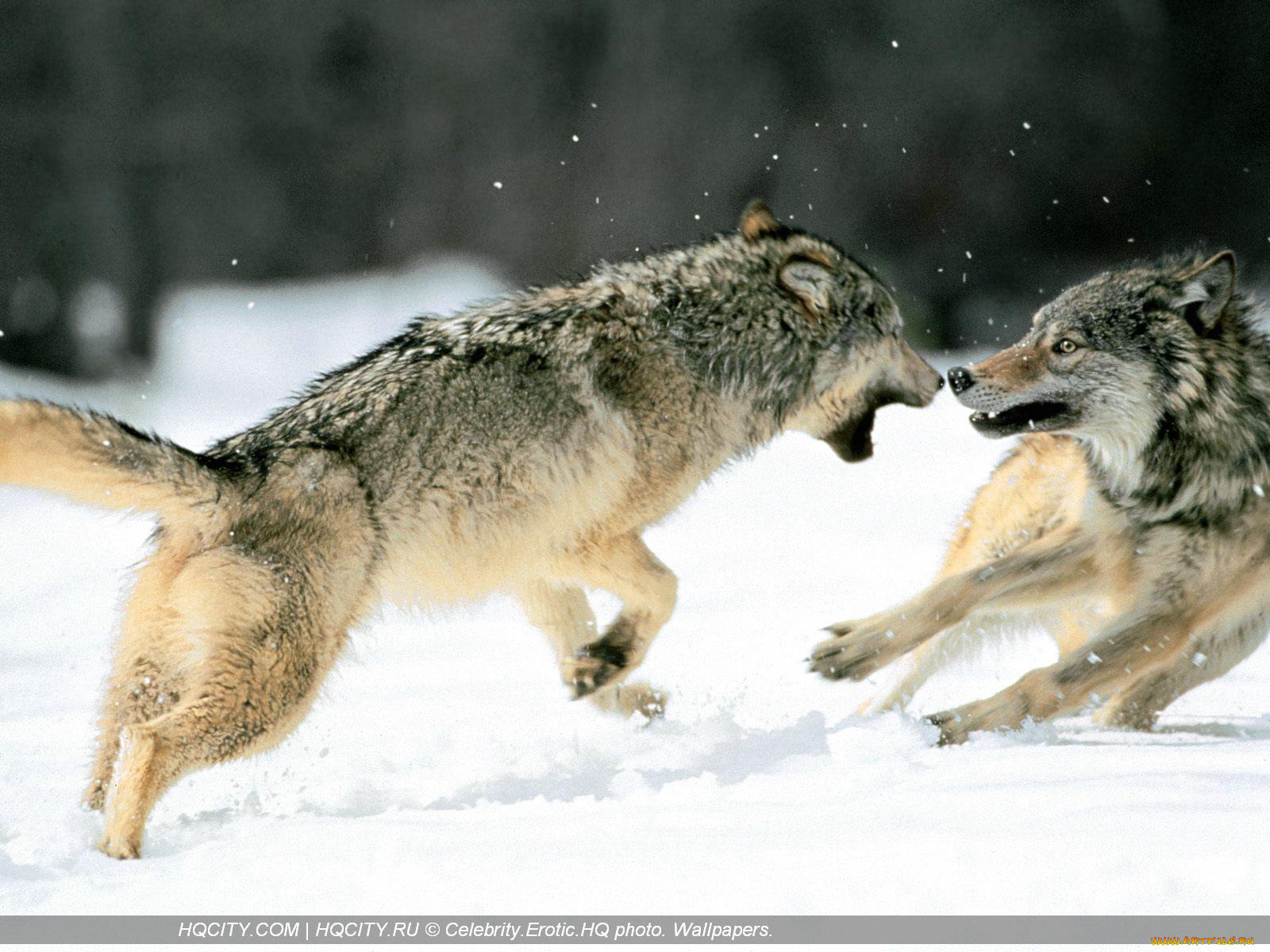 животные, волки