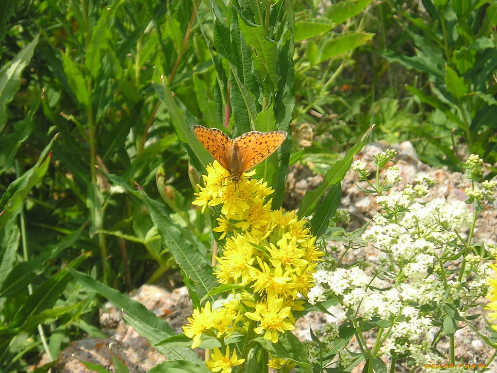 butterfly, животные, бабочки