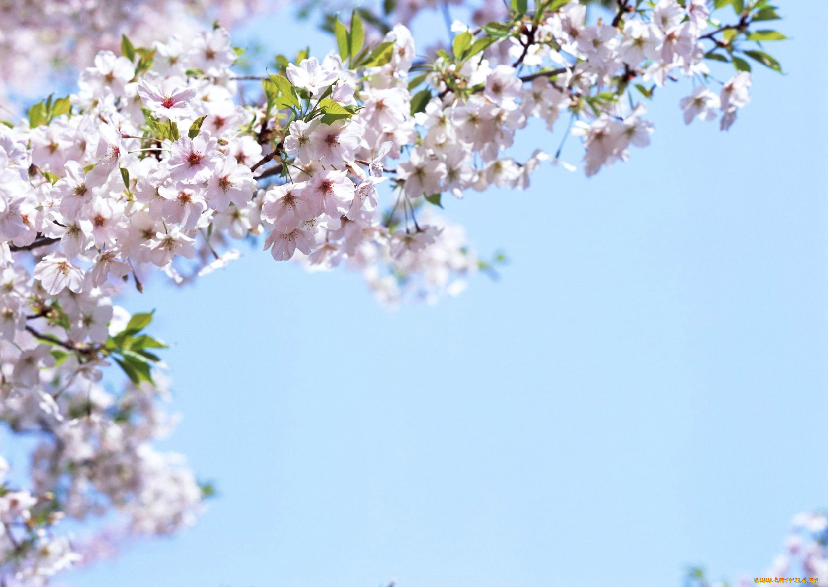 цветы, цветущие, деревья, кустарники, весна, небо, цветение, ветки