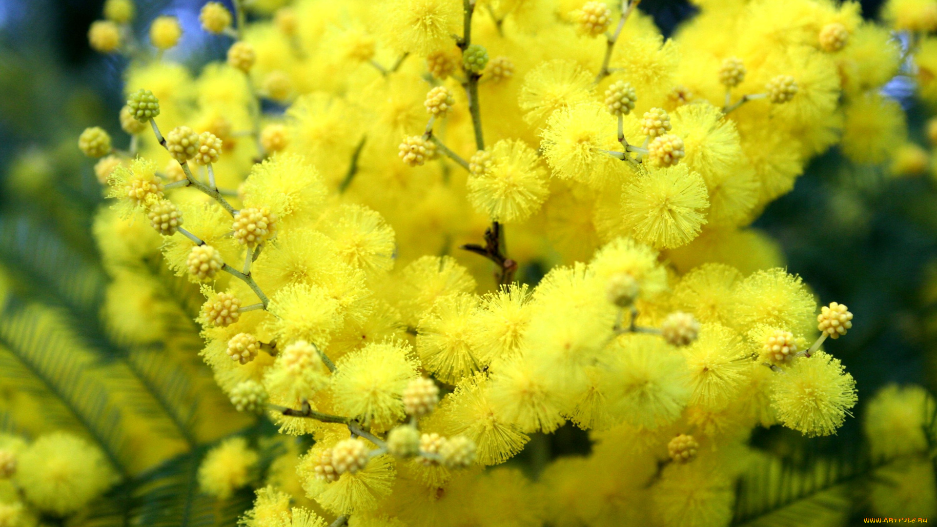 цветы, мимоза, пушистый, желтый